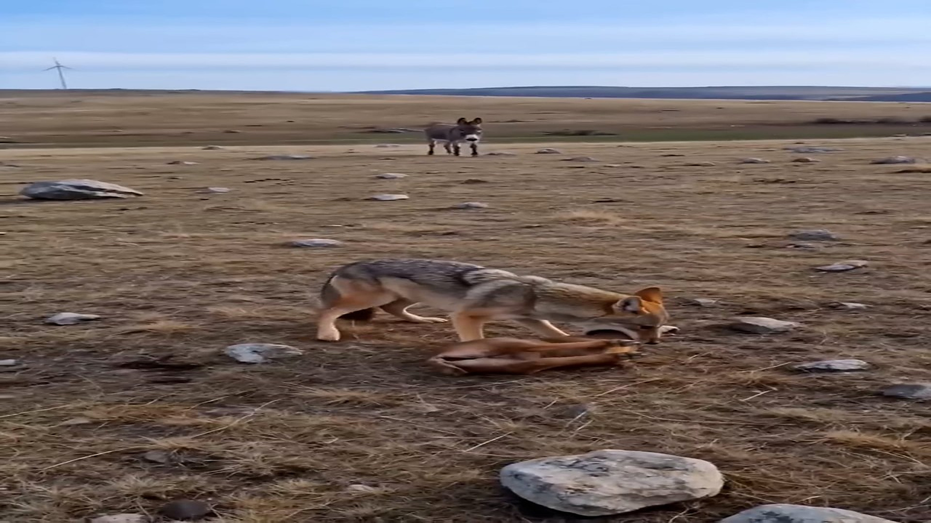 Full Story: T2107022_mother love knows no bounds! Donkey vs. Coyote