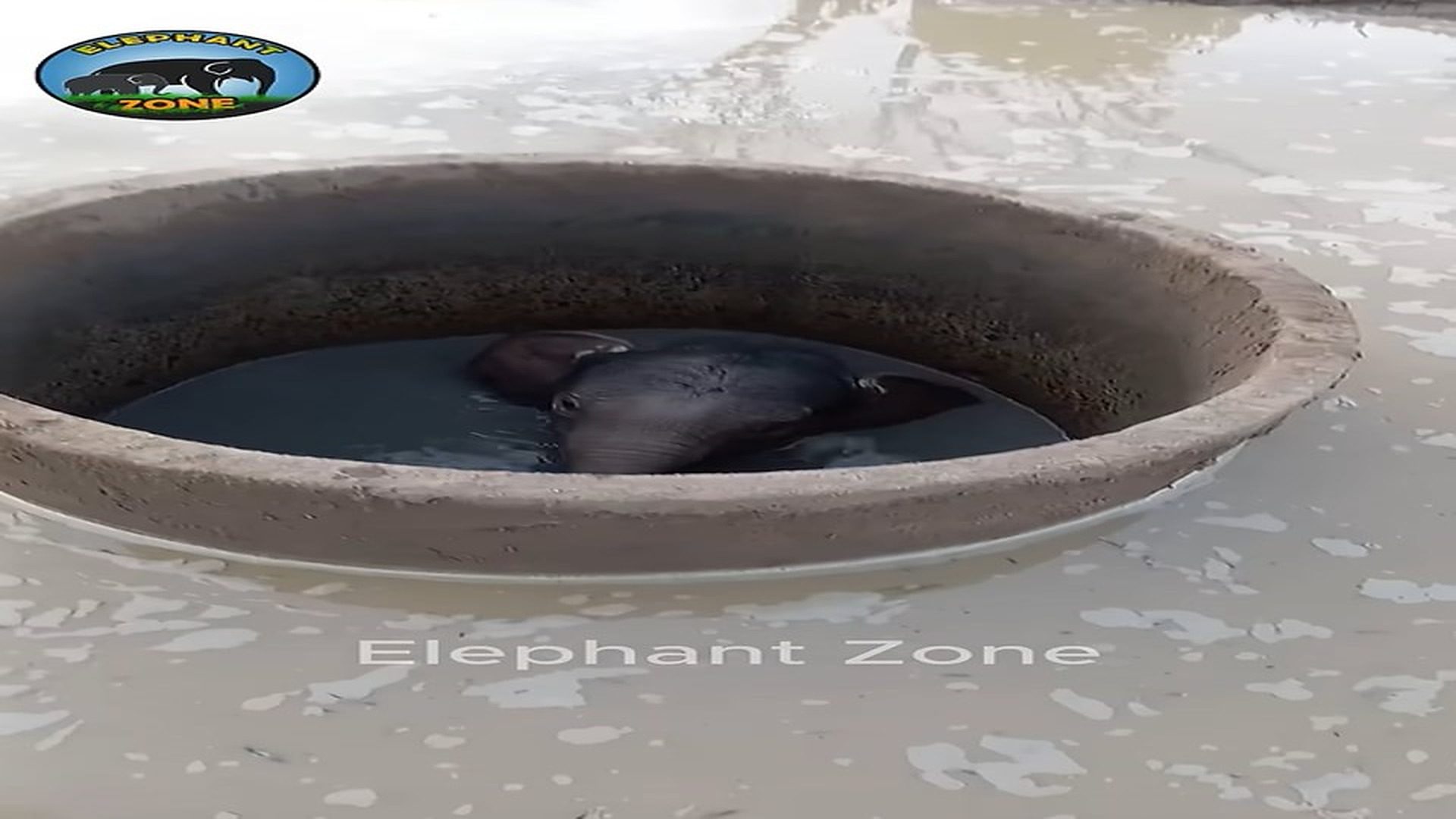 Full Story: T2107021_Man pulls baby elephant out of cylinder