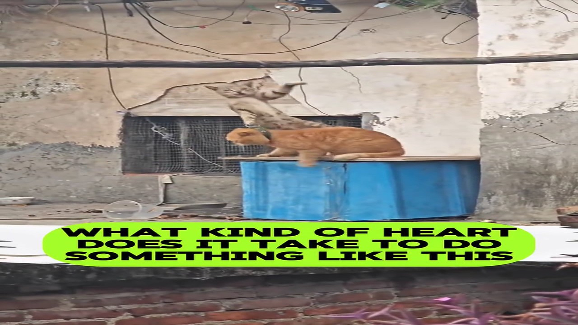 Full Story: T2107015_This Rescue Gave A Helpless Animal A New Life