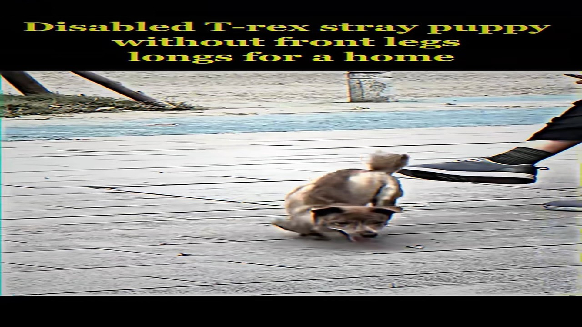 Full Story: T2107009_Disabled rex stray puppy without front legs longs home