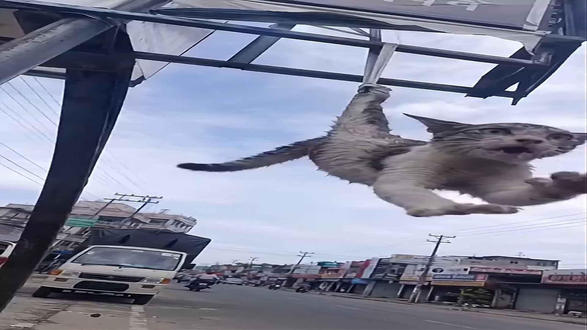 Full Story: T2107008_cat was STUCK in most impossible way!