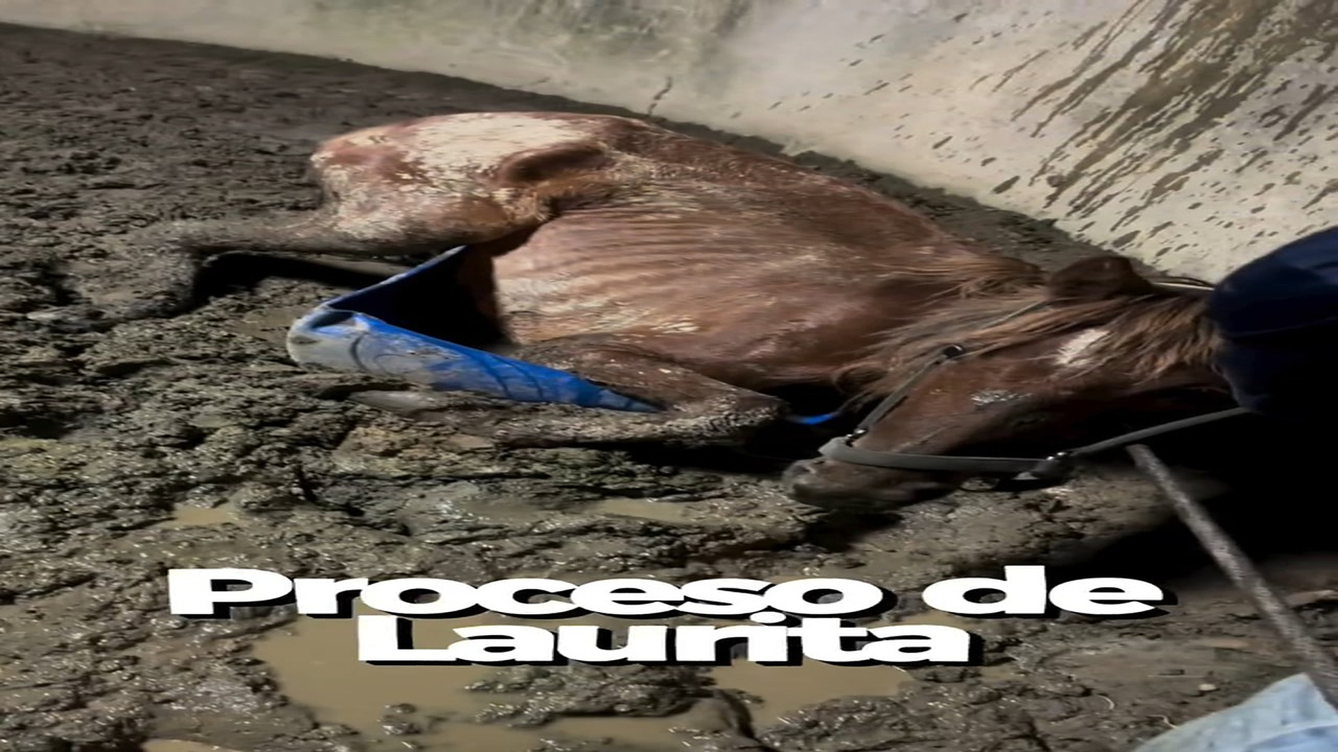 Full Story: T2107004_Nuestra guerrera, Laurita. Andadura Clips