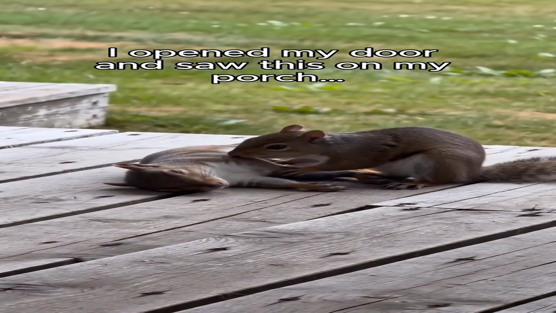 Full Story: T2107003_She tried saving her mate, love is universal StoryTime