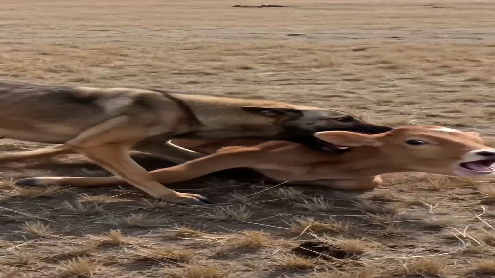 Full Story: T2107036_was filming saw donkey become hero!