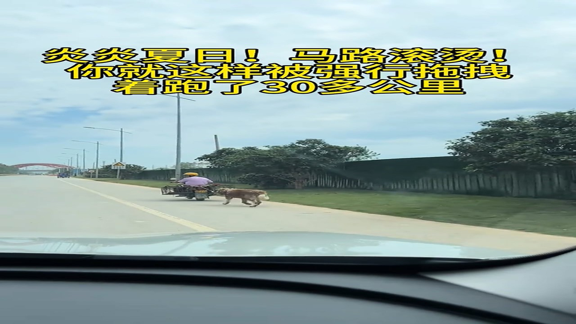 Full Story: T2107035_Abandoned Animal Finally Gets A New Hope