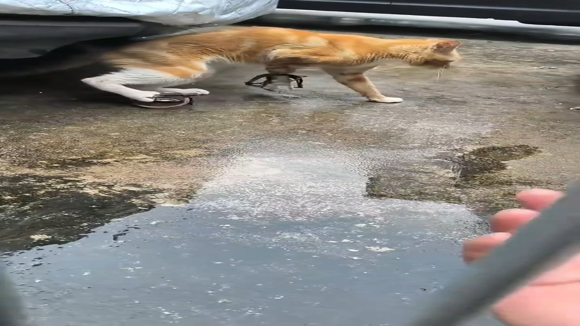 Full Story: T2107034_Lonely Animal Finally Feels Safe Again