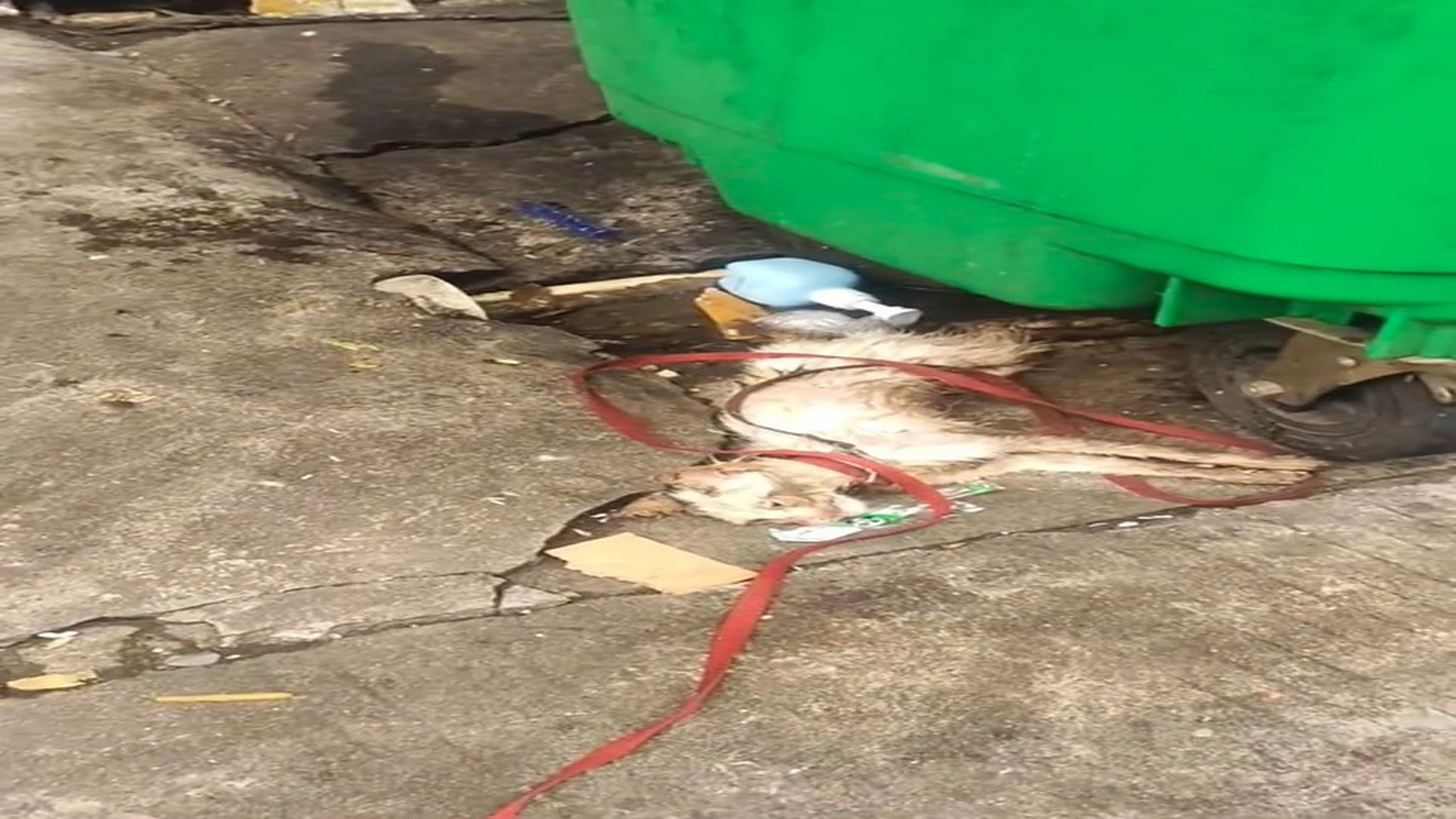 Full Story: T2107033_Tiny Animal Saved From A Dangerous Place