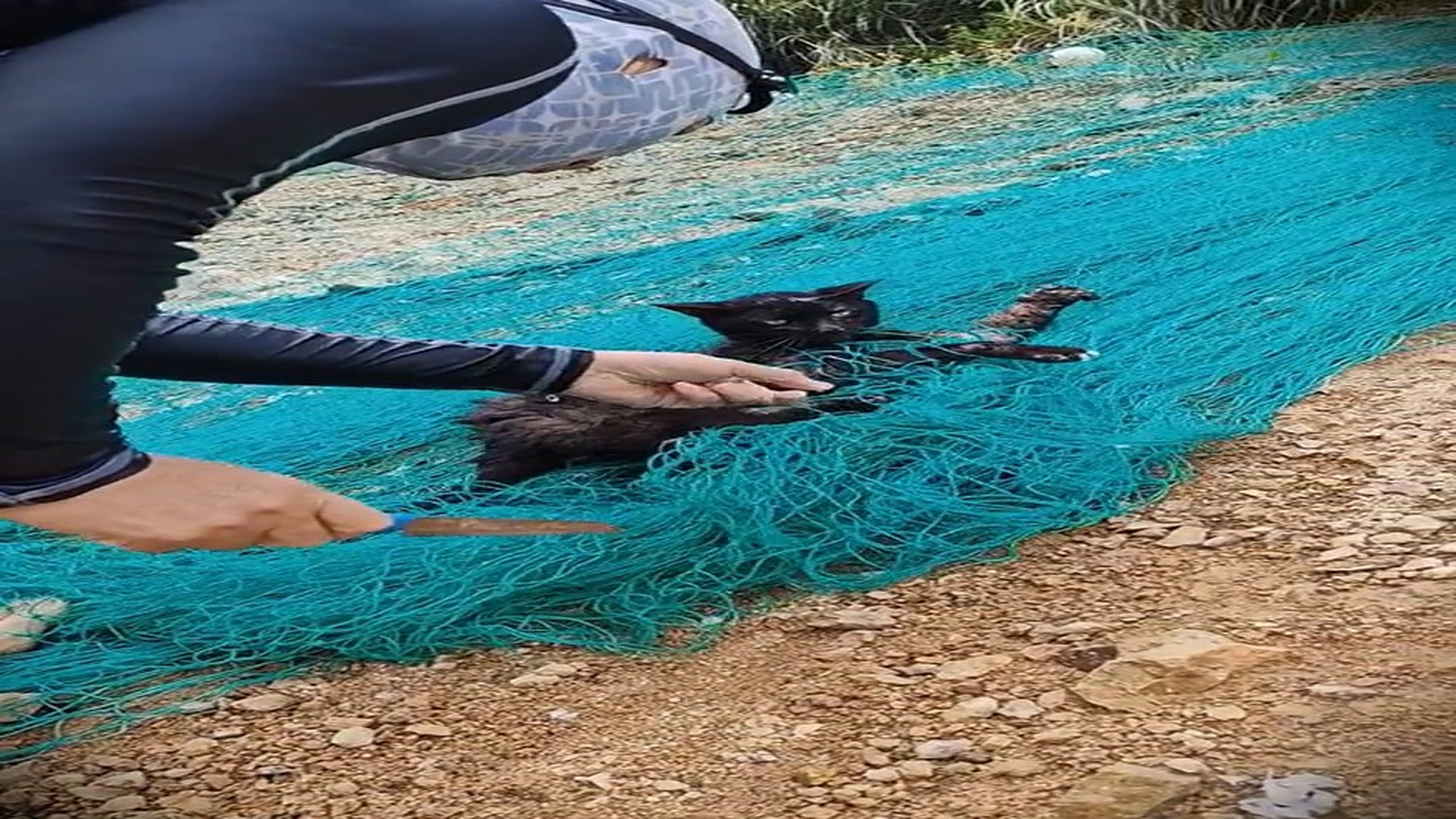Full Story: T2107032_Weak Animal Gets A Second Chance At Life