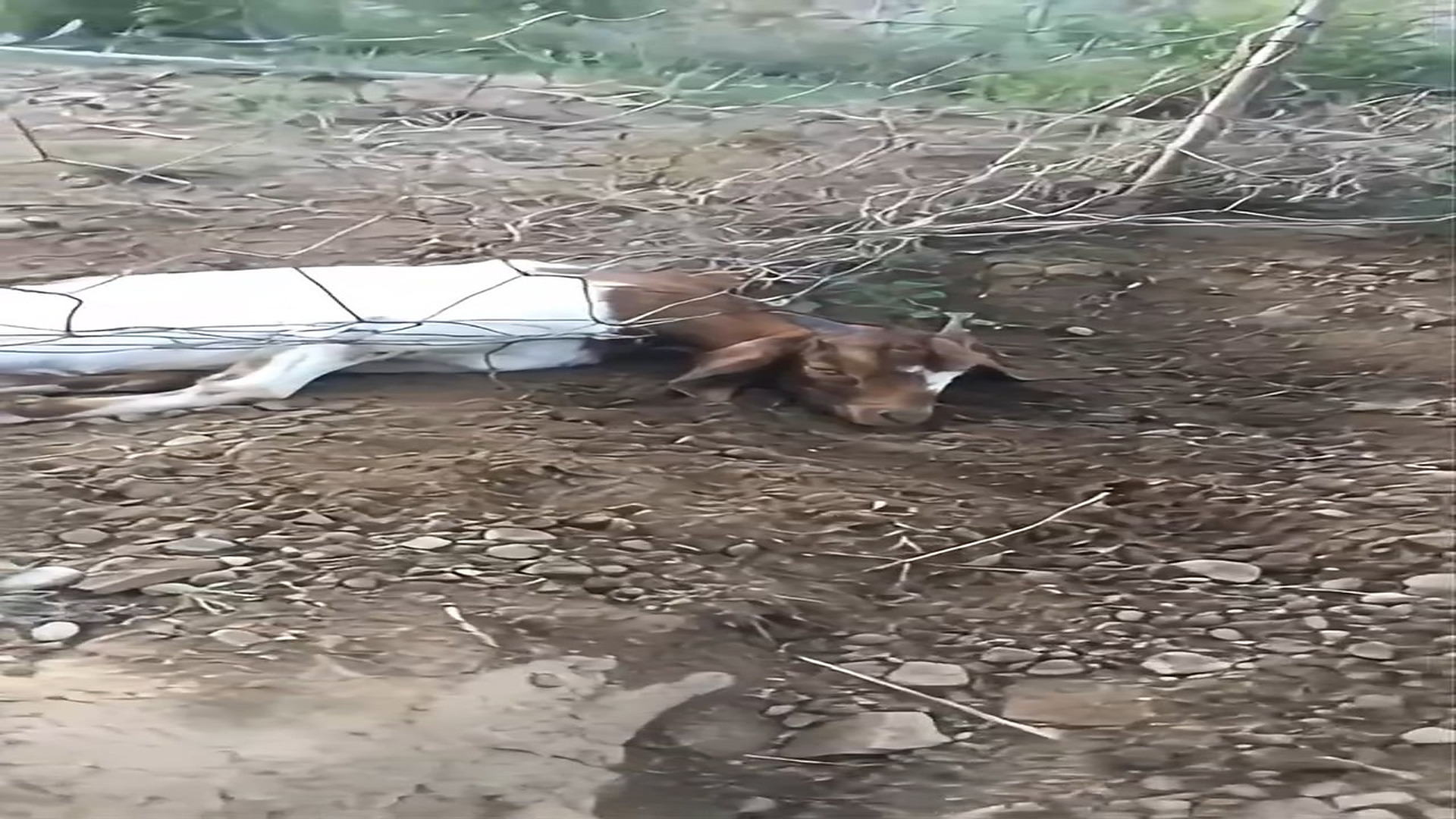Full Story: T2107031_Saved sweet goat wire fence! So relieved