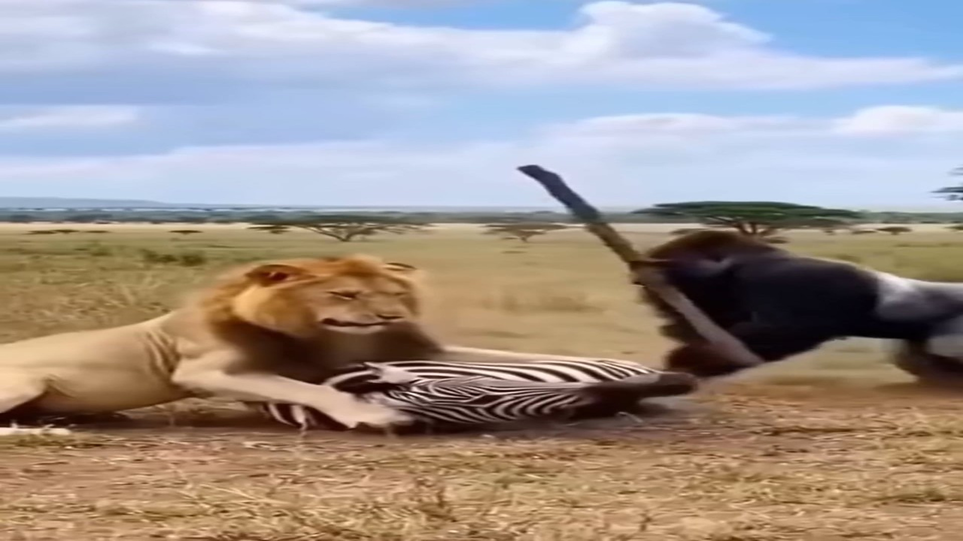 Full Story: T2707001_“When a lion attacked a vulnerable zebra, a gorilla came with a stick, bravely driving the lion away and saving the zeb