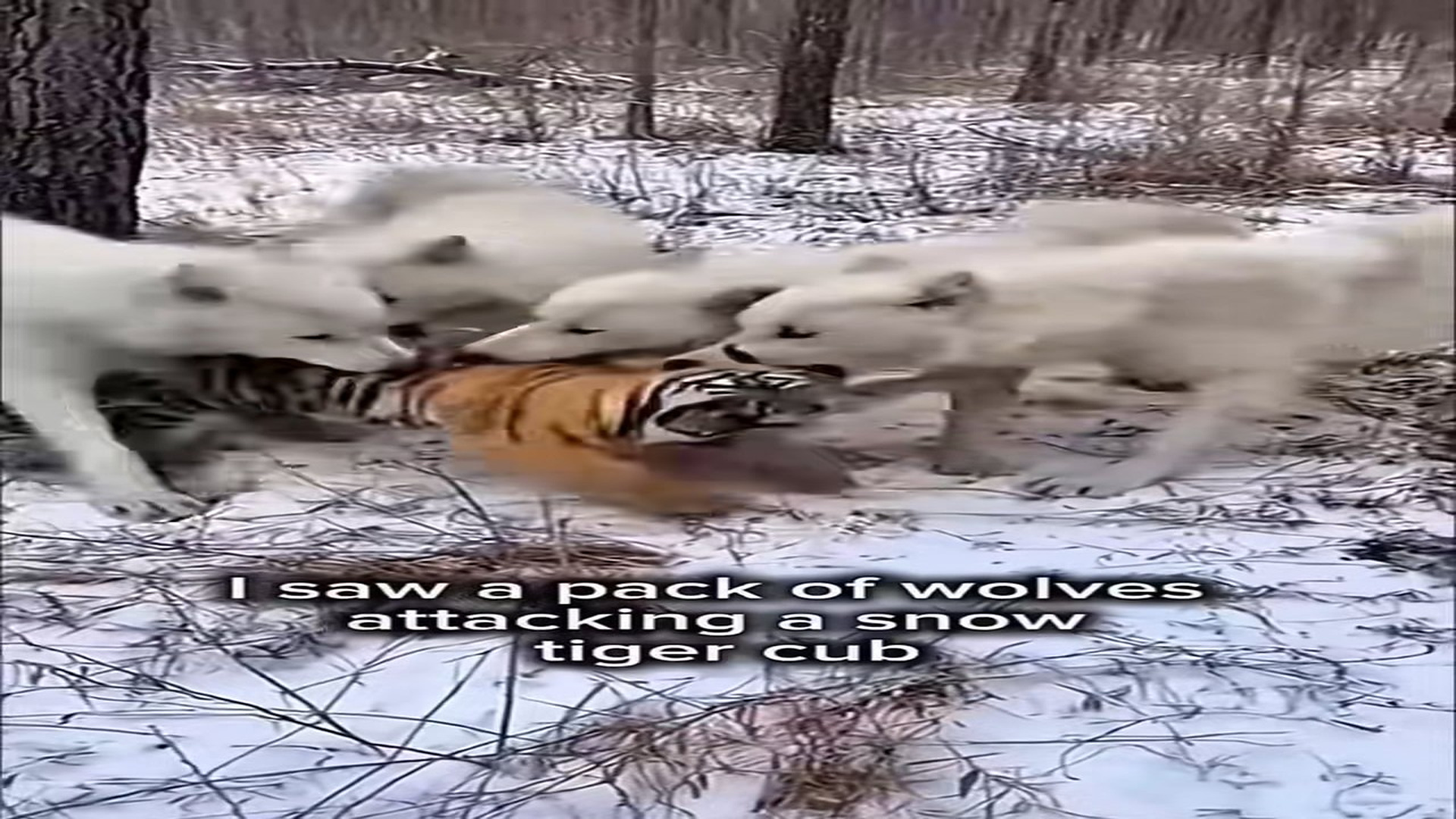 Full Story: T2707028_separate animal rescue videos Man rescues tiger cub wolves