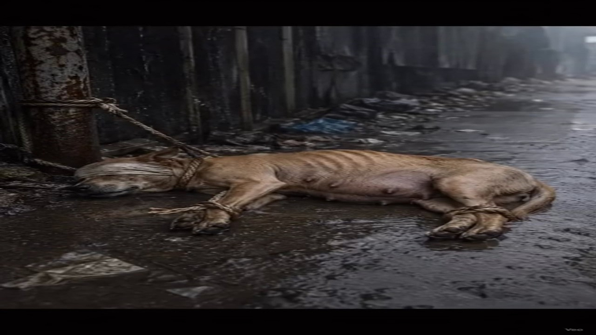 Full story: T2907025_Animal Rescue That Changed A Life Forever