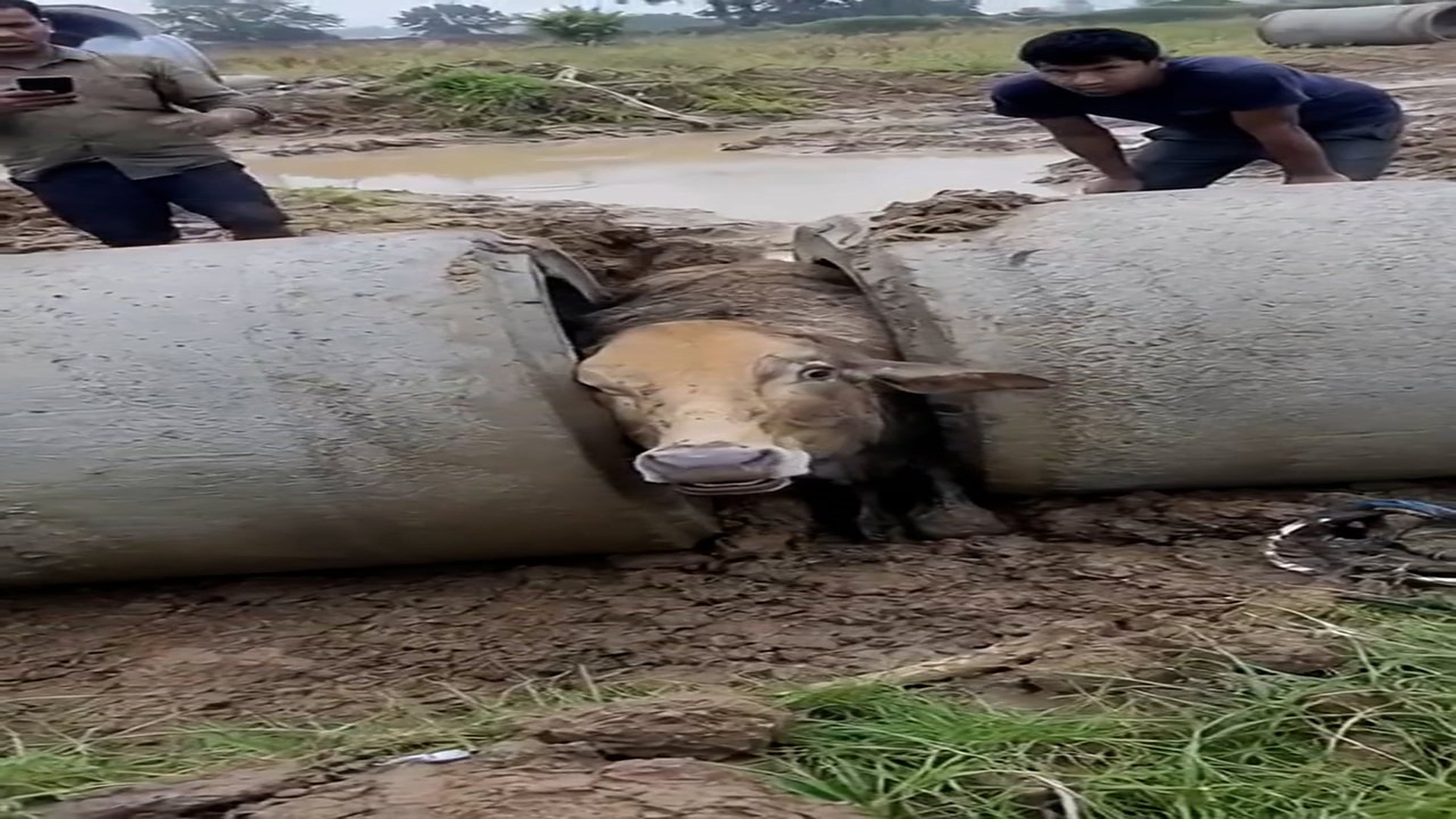 Full story: T2907026_Abandoned Animal Begs For Food And Help