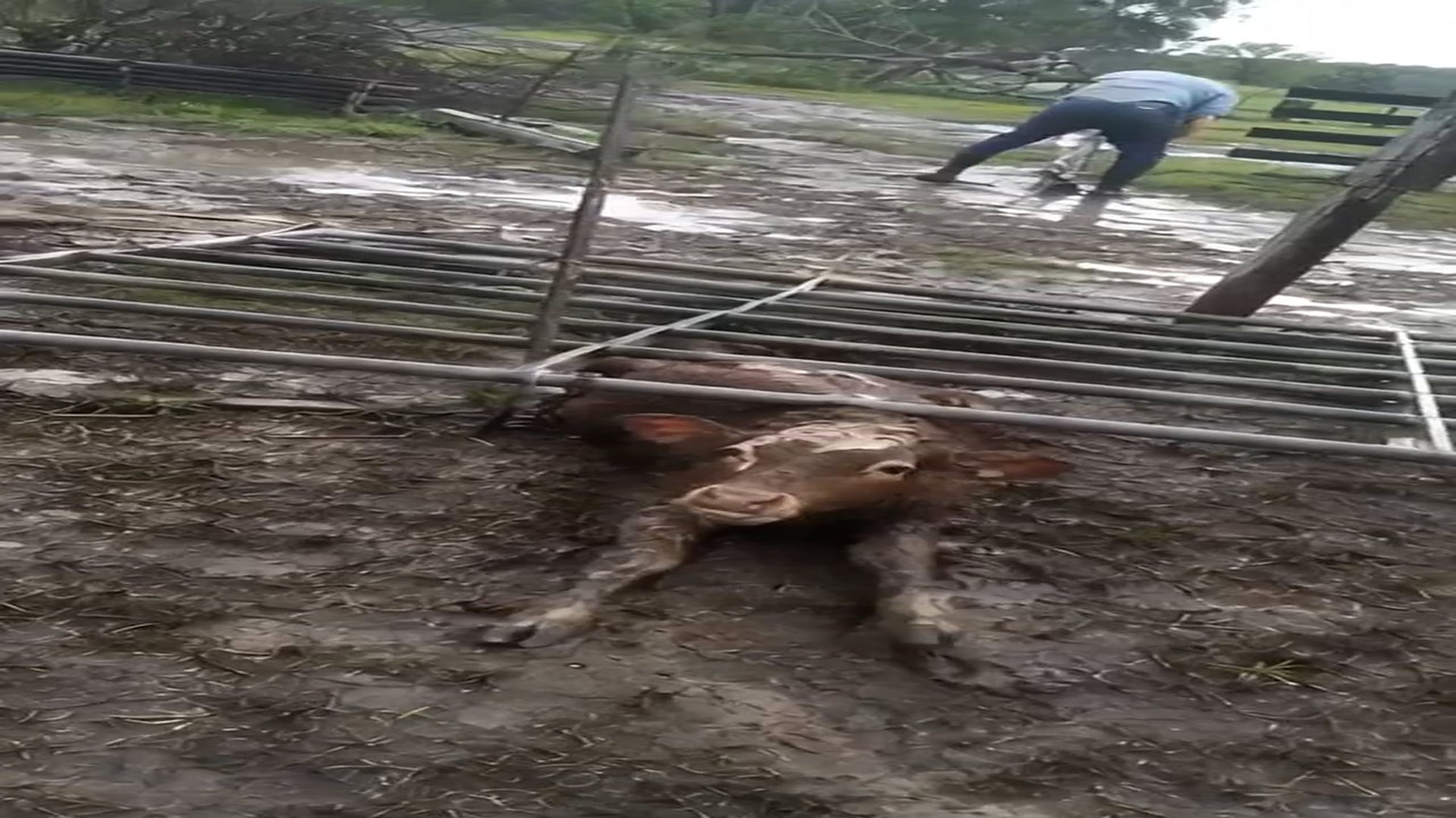 Full story: T2907027_Trapped Animal Cries For Rescue