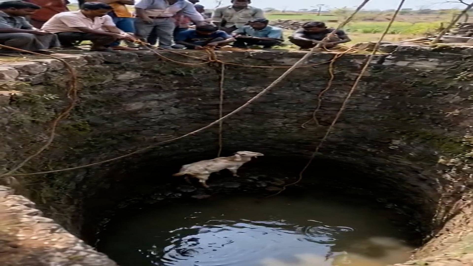 Full story: T2907028_Helpless Animal Found Alone In The Rain