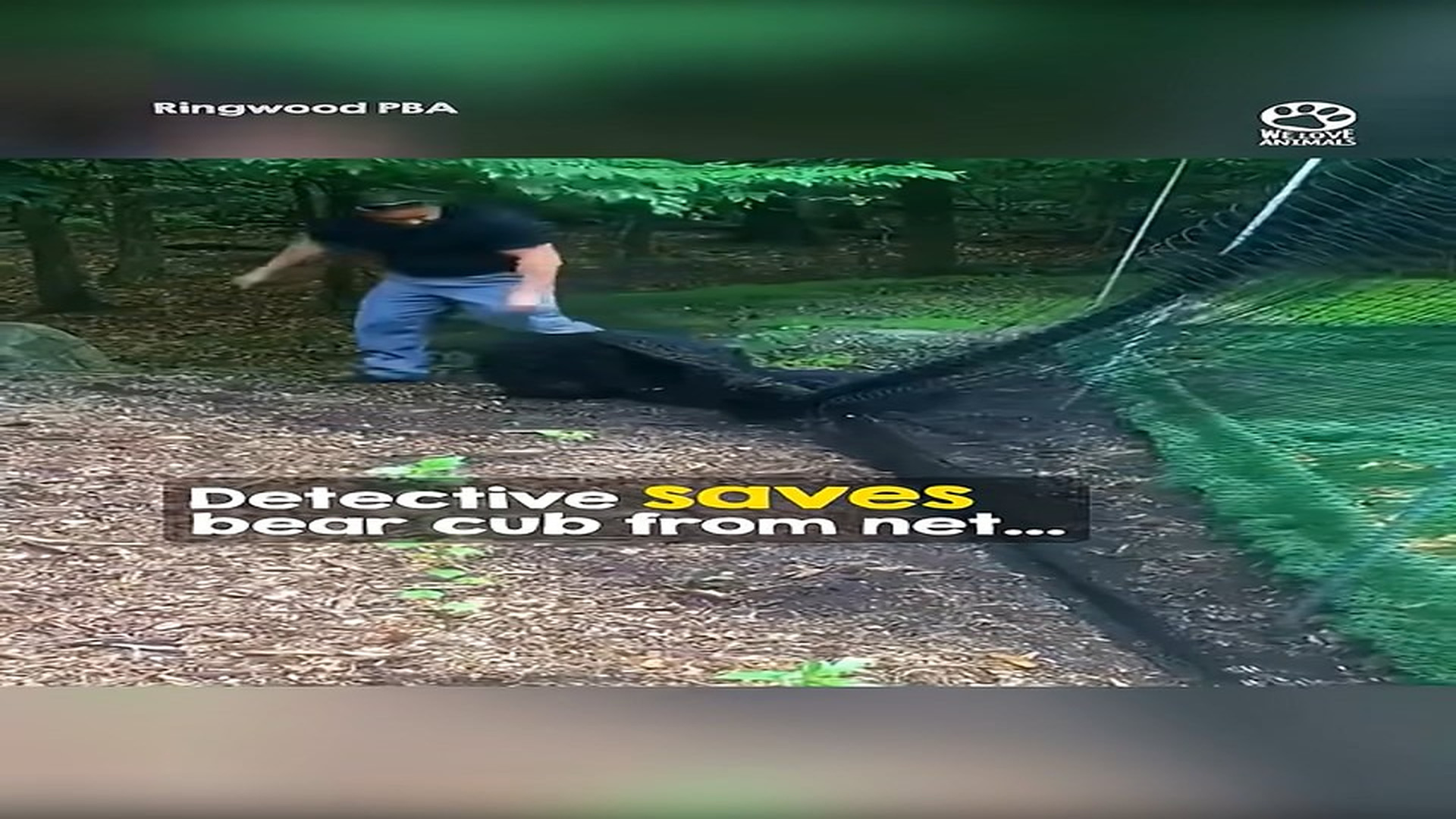 Full story: T2907030_Hero Detective Saves Bear Cub in Danger