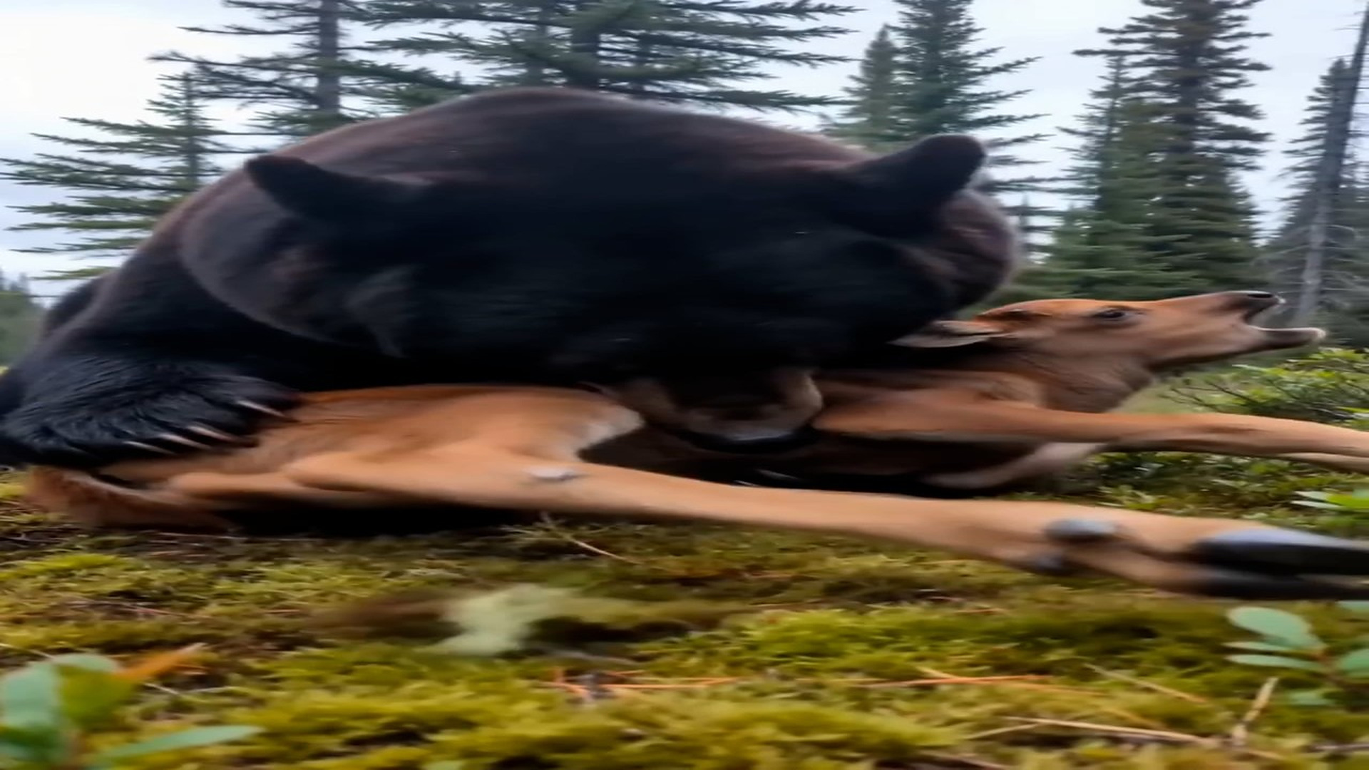 Full story: T2907034_mother love is powerful force! You have to see this