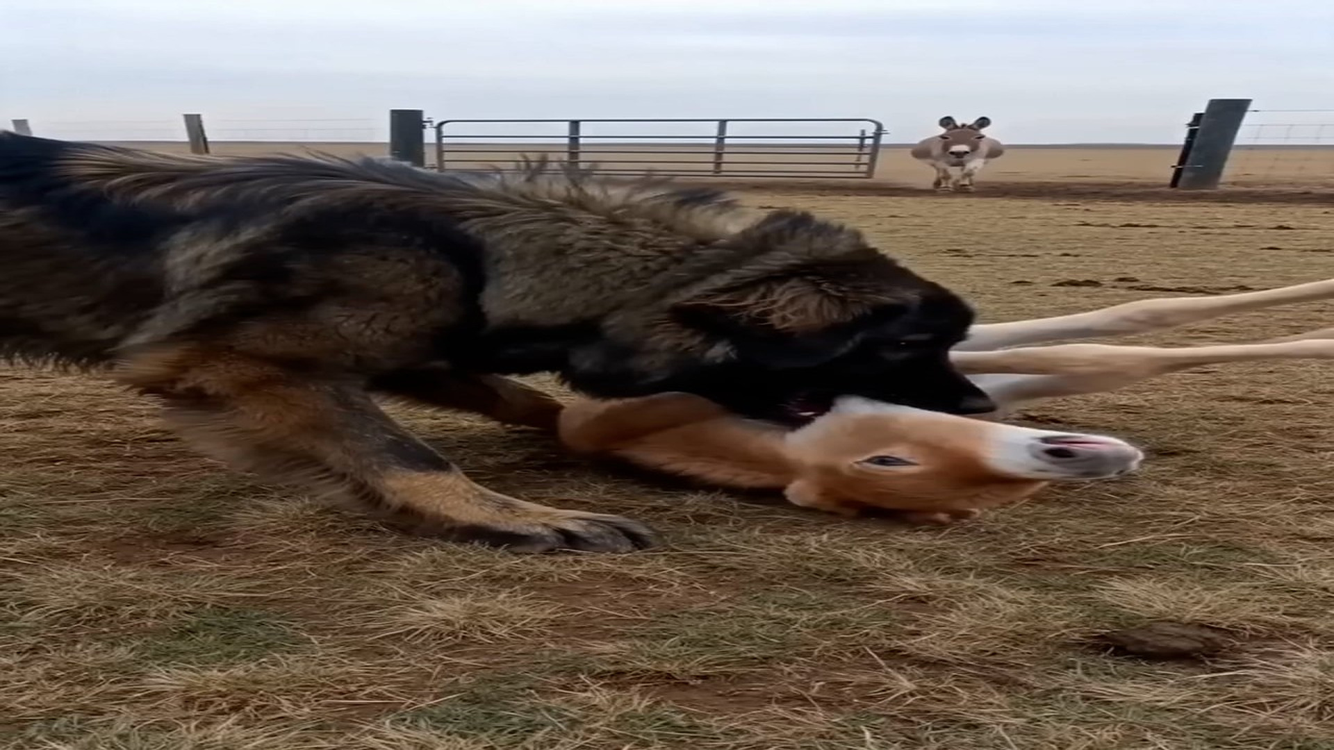Full story: T2907035_My dog was playing, but mama donkey said NOPE!
