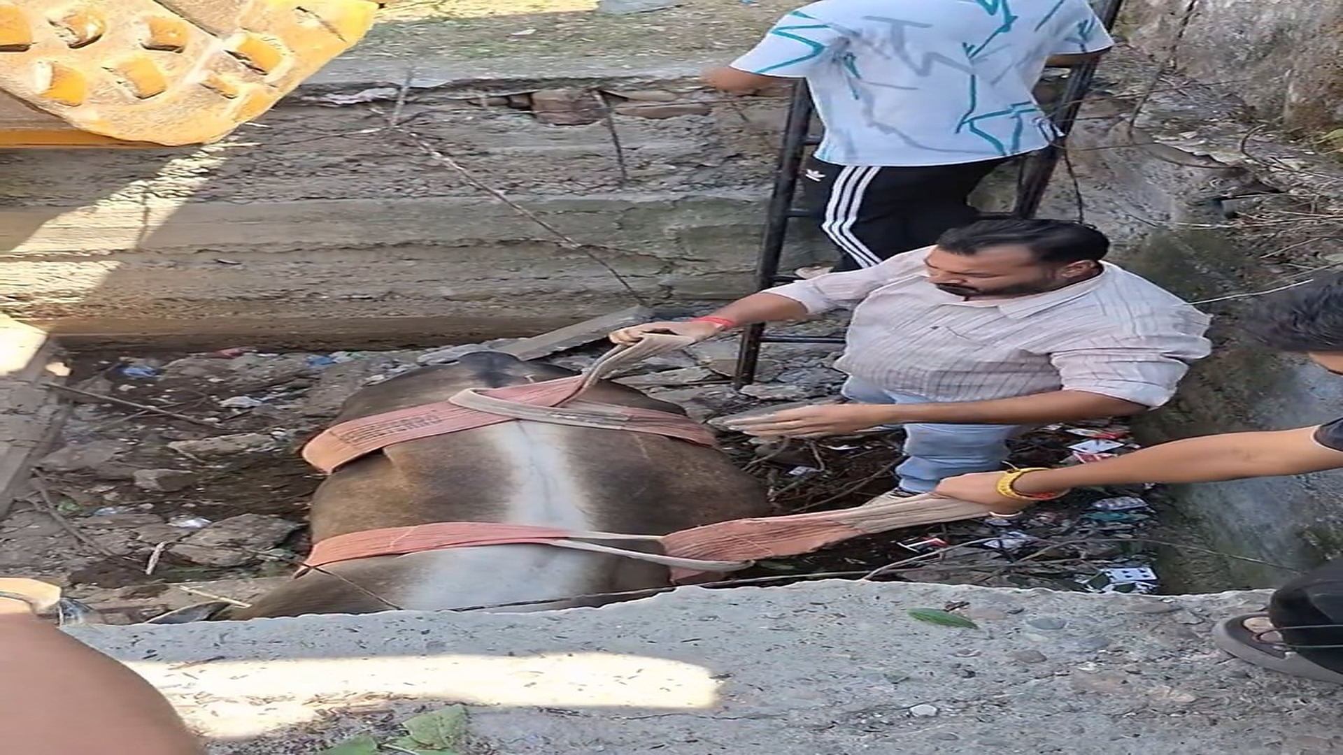 Full Story: T0108022_Weak Animal Gets A Second Chance At Life
