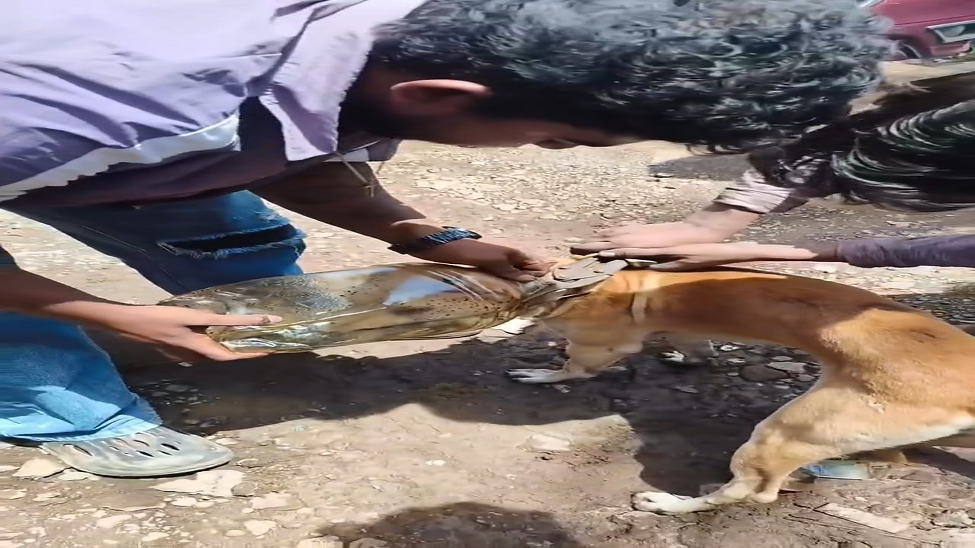 Full Story: T0108023_Trapped Animal Cries For Rescue