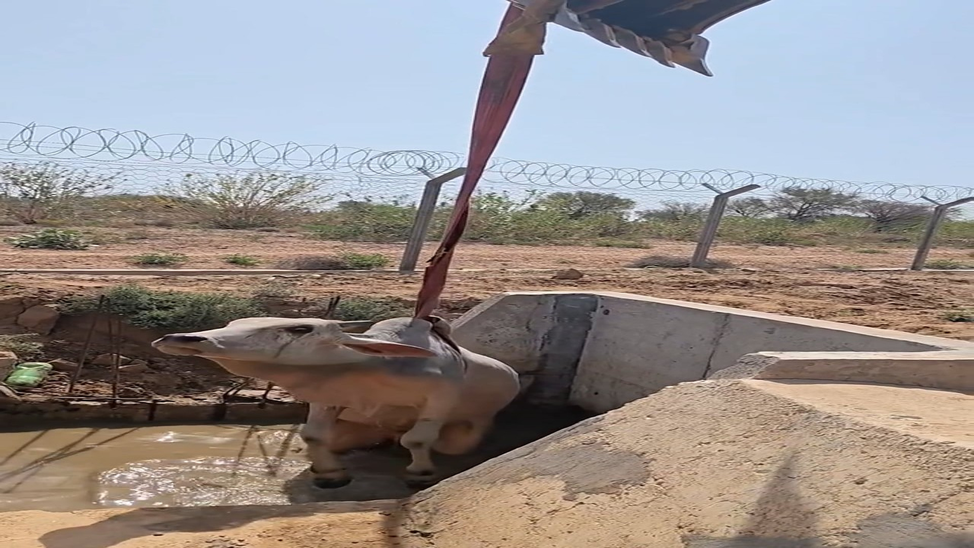 Full Story: T0108025_Weak Animal Cries Until Someone Notices