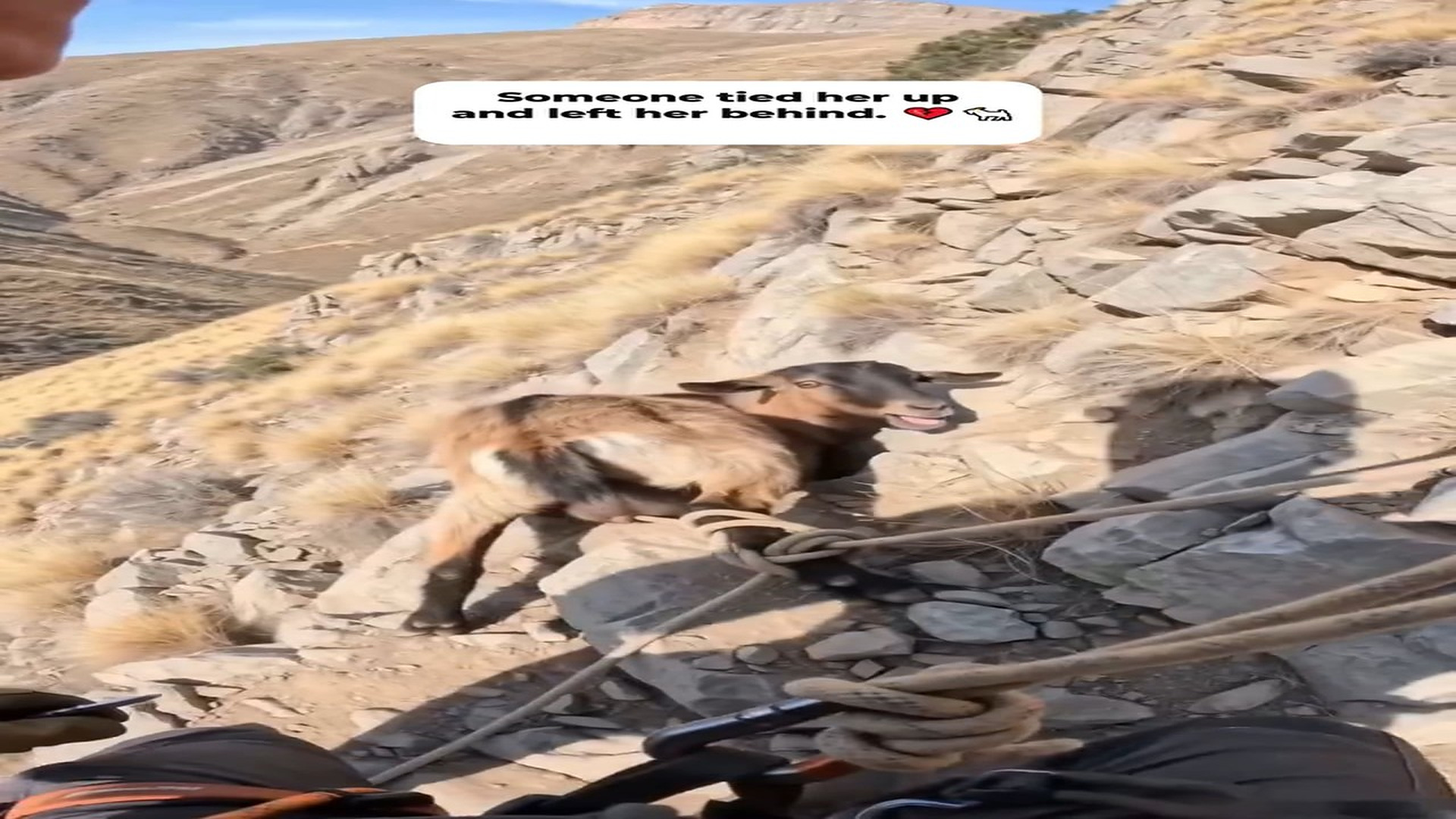 Full Story: T0108028_Scared Animal Waits For Someone To Save It