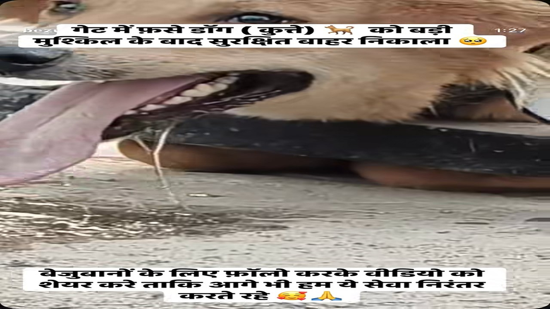 Full Story: T0108040_Poor Dog Rescue