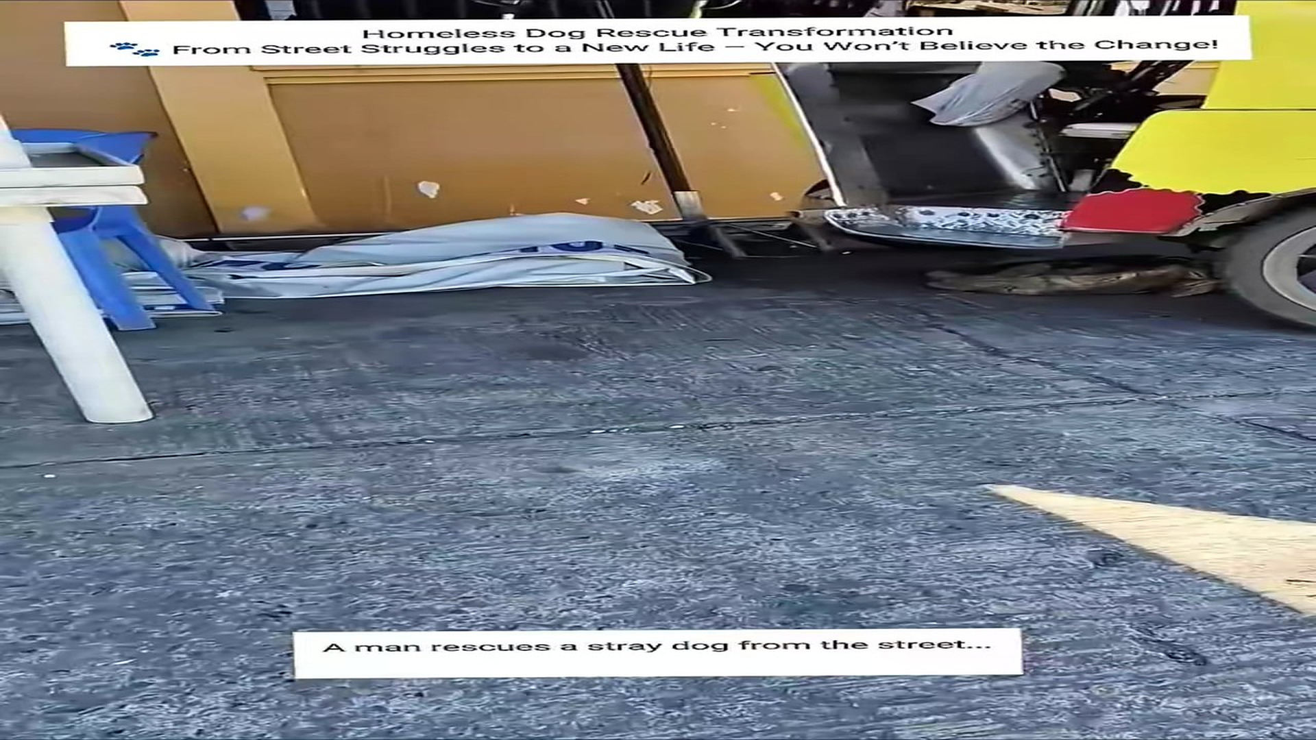 Full story: T0308035_Homeless Dog Rescue Transformation Street Struggles to Li