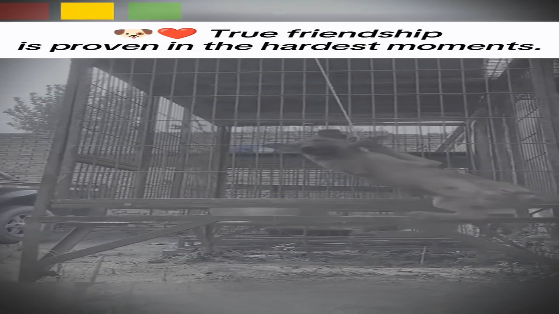 Full story: T0308034_Lonely Animal Finally Meets Its Rescuers
