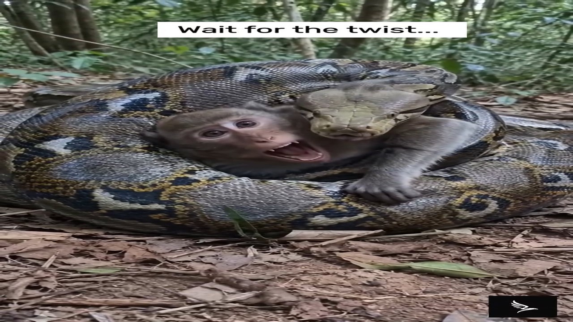 Full story: T0308033_Poor Animal Could Barely Move Before Rescue