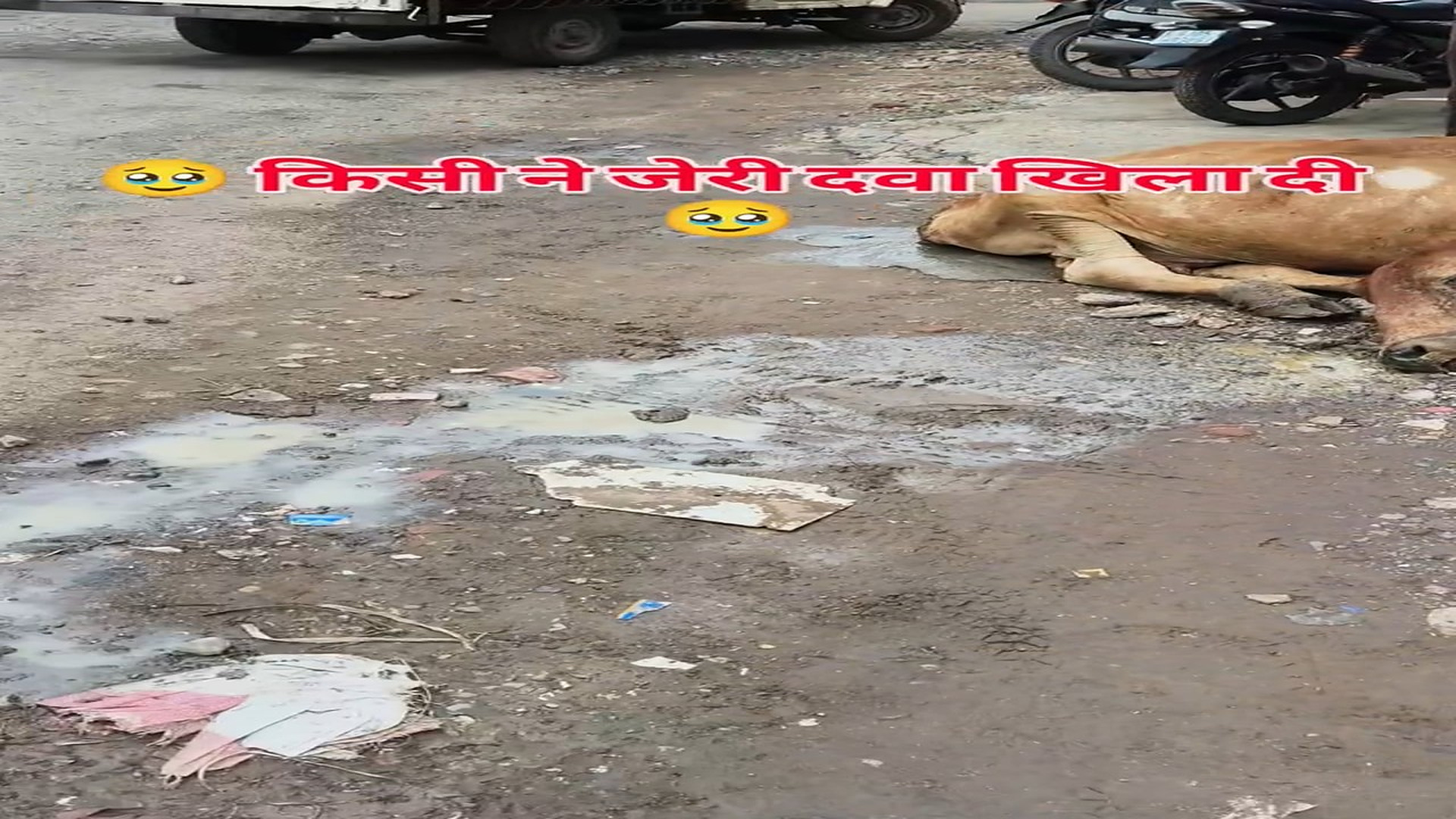 Full story: T0308022_Rescuers Find A Helpless Animal In The Rain