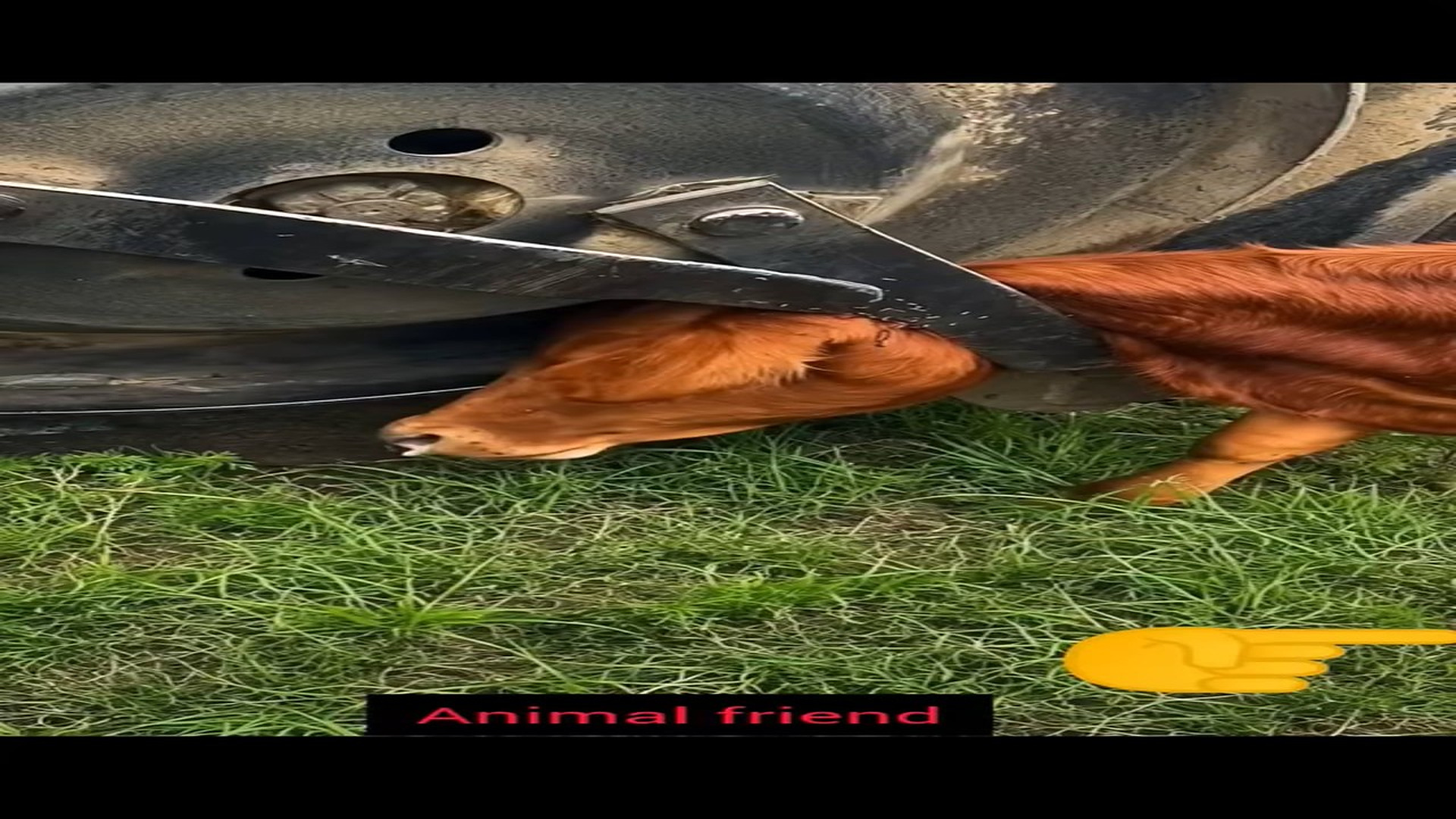 Full story: T0308008_Abandoned Animal Starts A New Life After Rescue