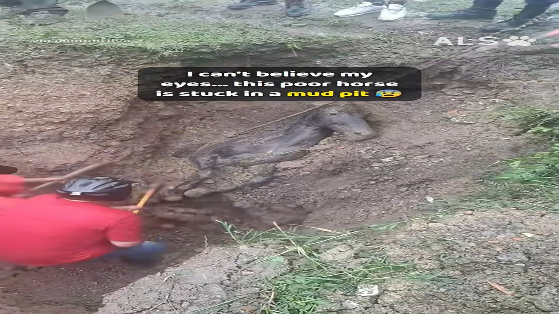 Full story: T0308005_beautiful moment an entire village united to save trapped horse