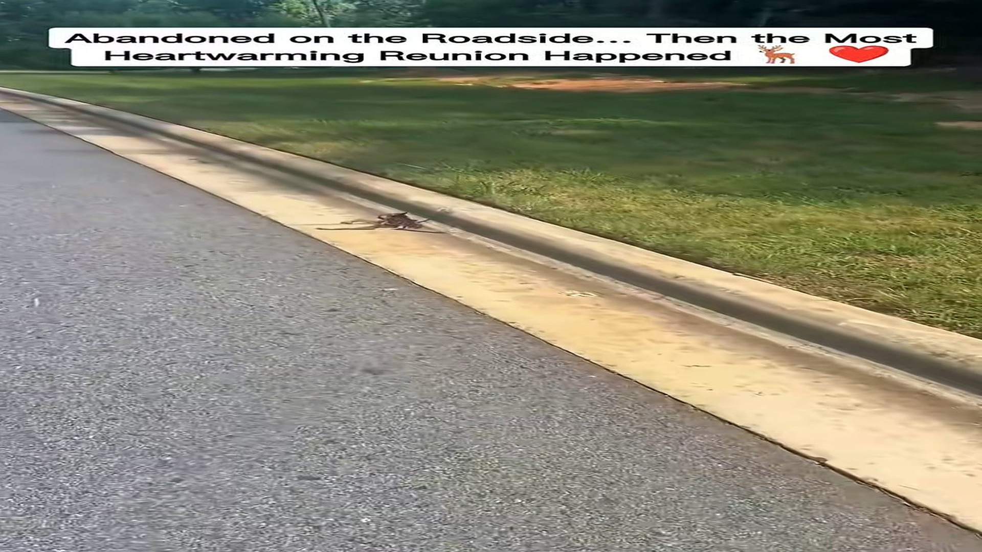 Full story: T0308004_Abandoned on Roadside Then Most Heartwarming Reunion Happene