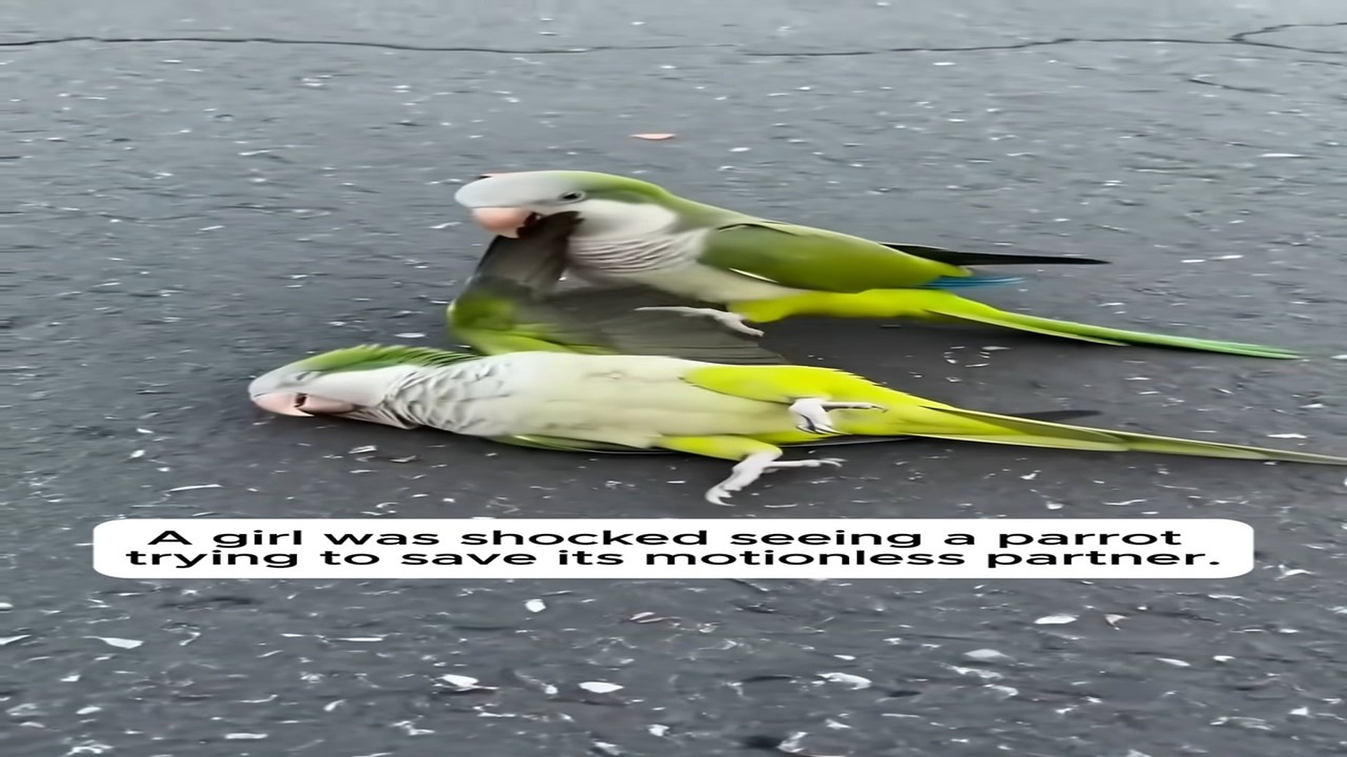 Full Story: T0508010_Desperate Parrot Tried To Wake Its Motionless Partner