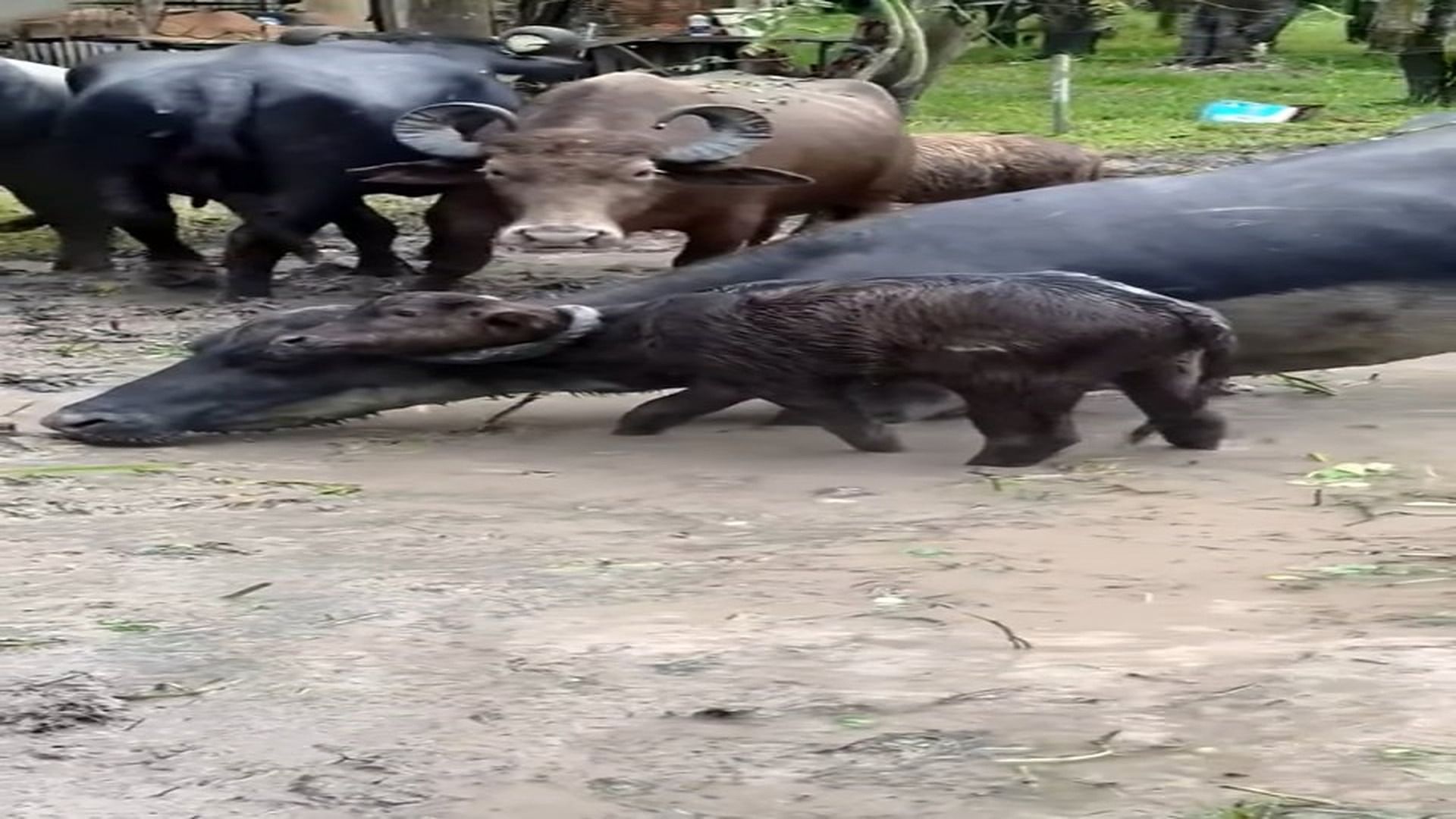 Full Story: T0508027_Rescued Animal Takes Its First Step Toward Safety
