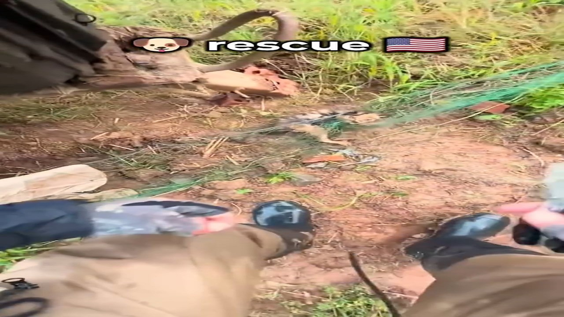 Full Story: T0708030_Scared Animal Waits For Someone To Save It