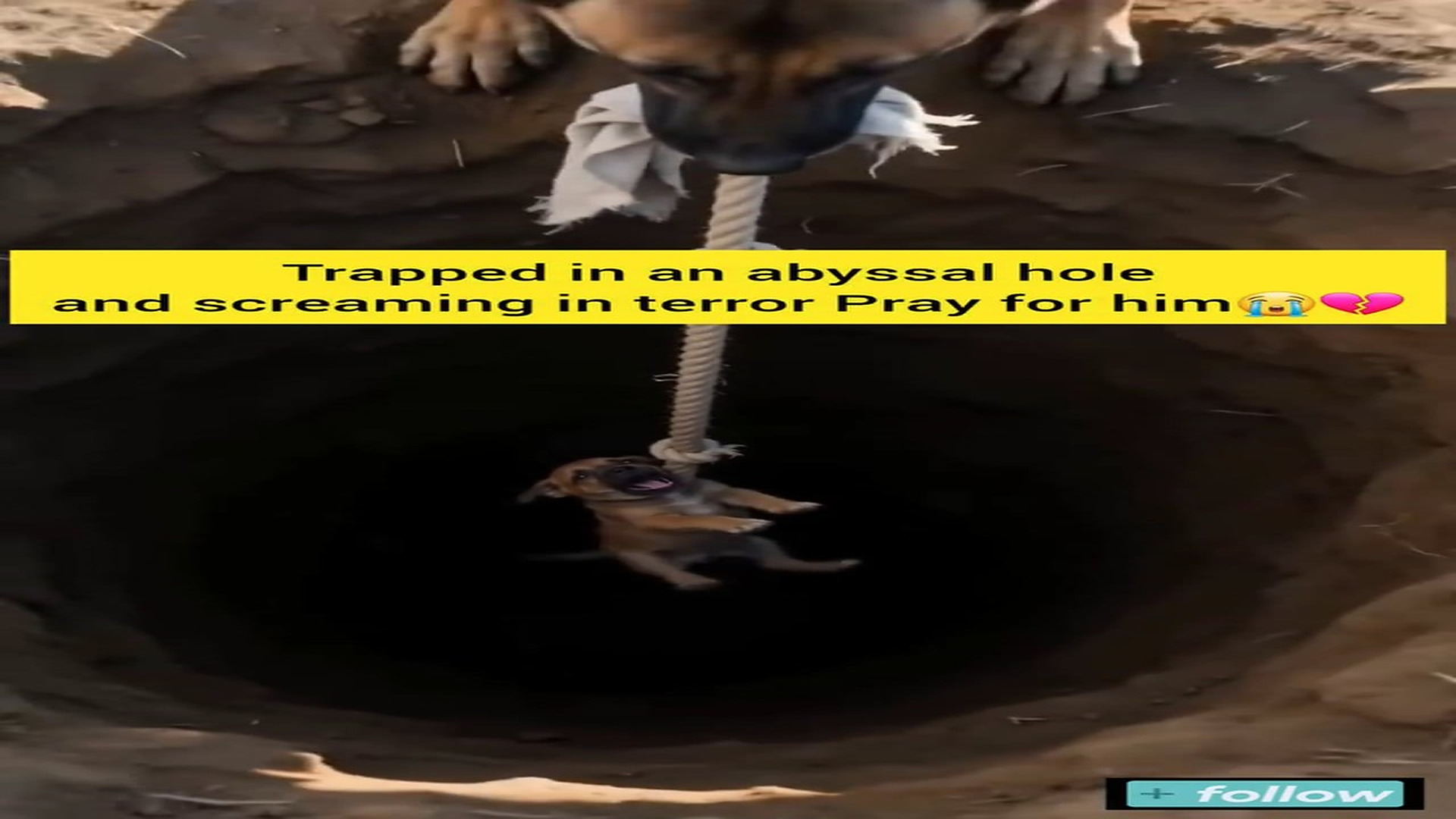 Full Story: T0708033_Poor Animal Was Left Alone But Not Forgotten