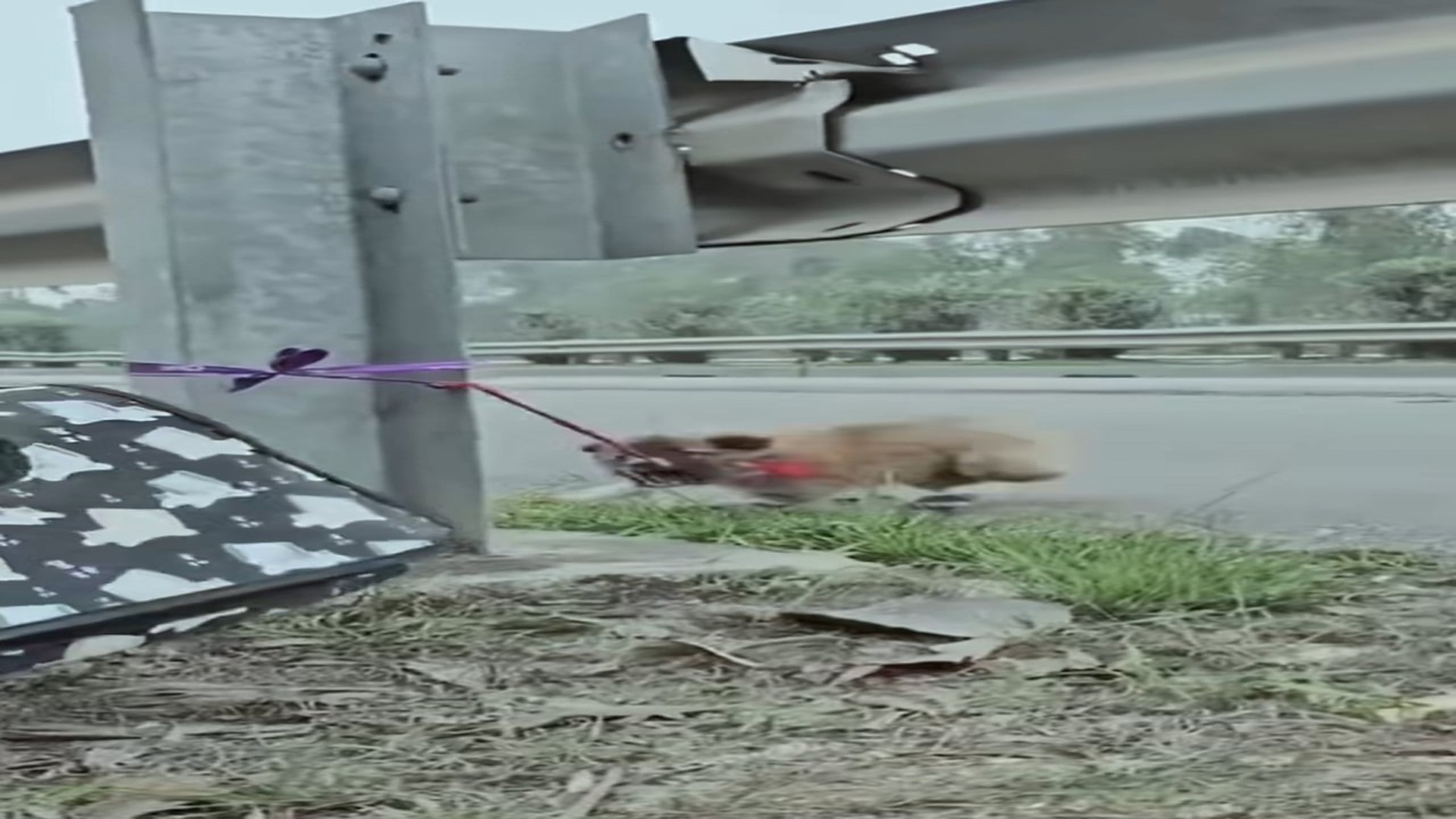 Full Story: T0708043_puppy abandoned on street was rescued by kind man. then
