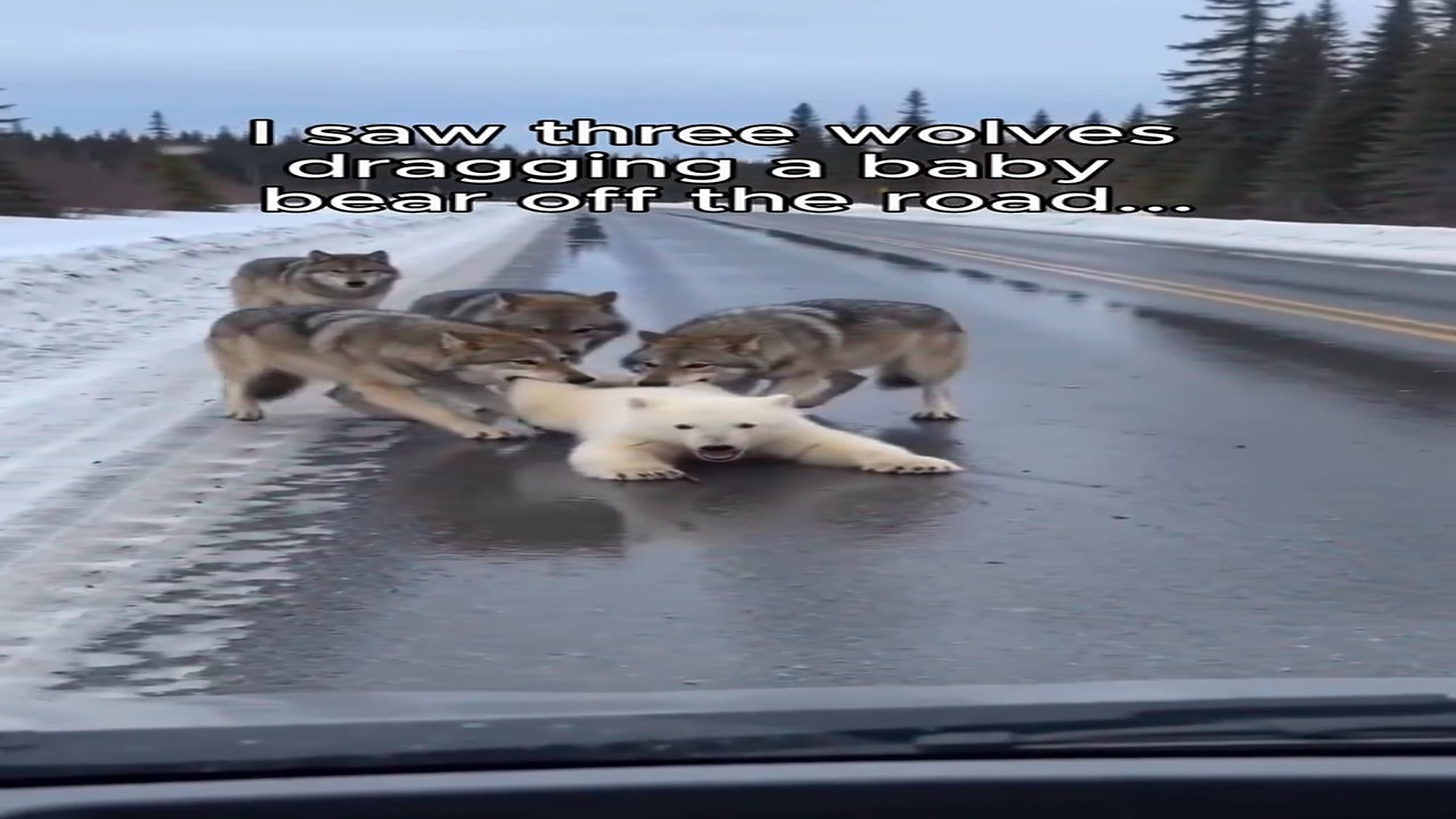Full Story: T0708044_comments Wolves almost had him until he showed up StoryTime