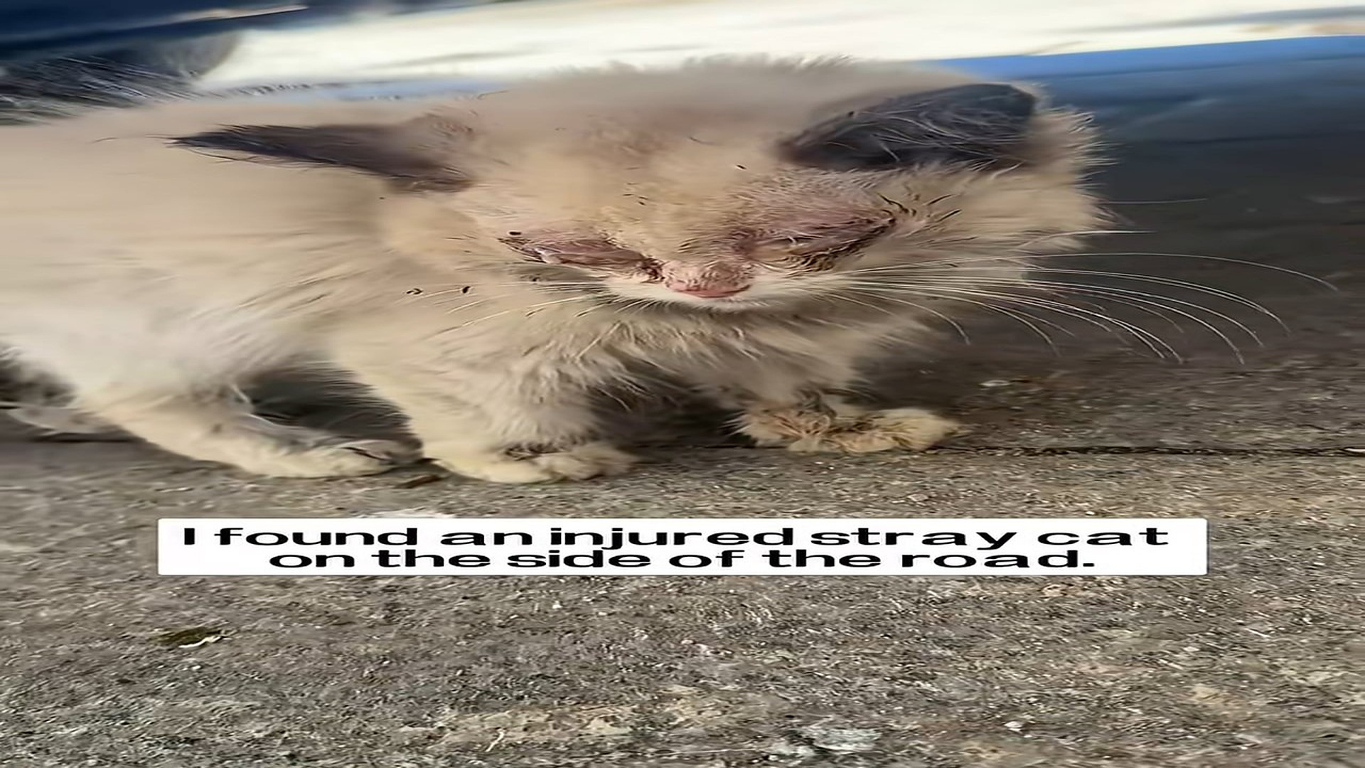 Full Story: T0708045_Rescue poor cat
