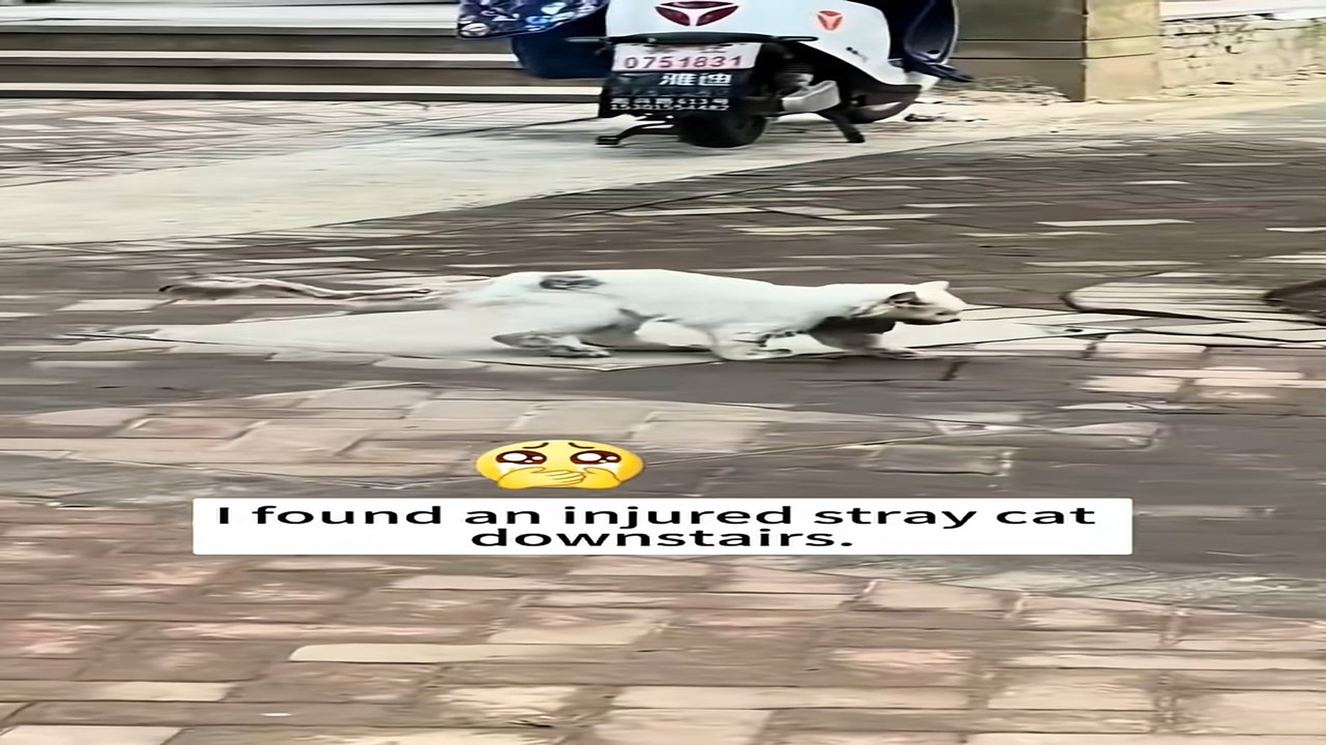 Full Story: T0708046_Rescue poor stray cat
