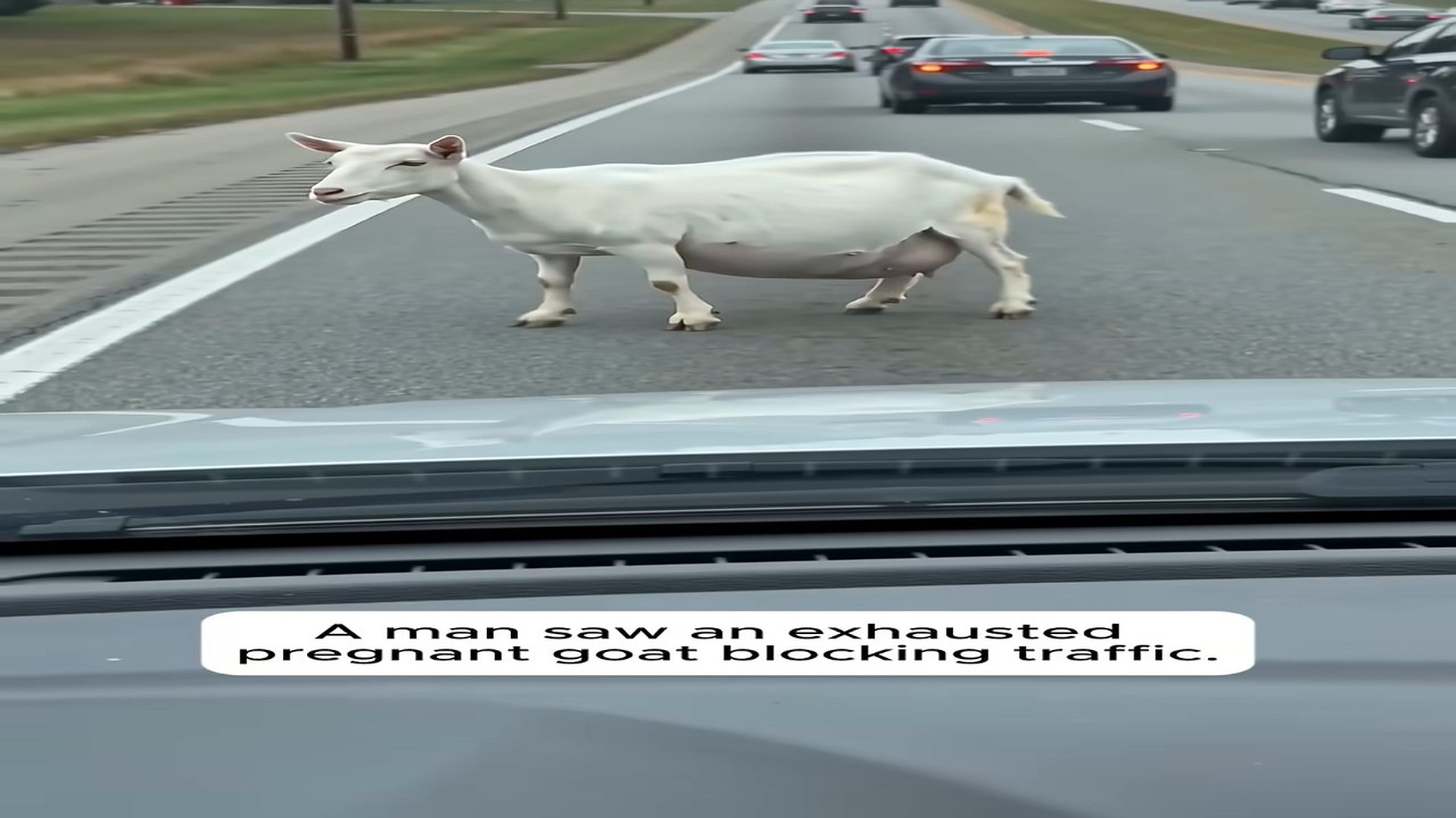 Full Story: T1108032_Heavily Pregnant Goat Blocked Traffic To Ask Help