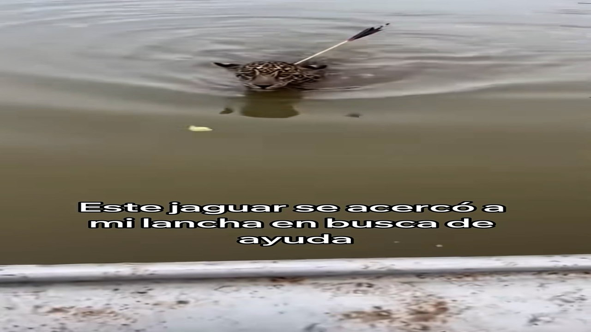 Full Story: T1108037_I Saved This Jaguar This Happened