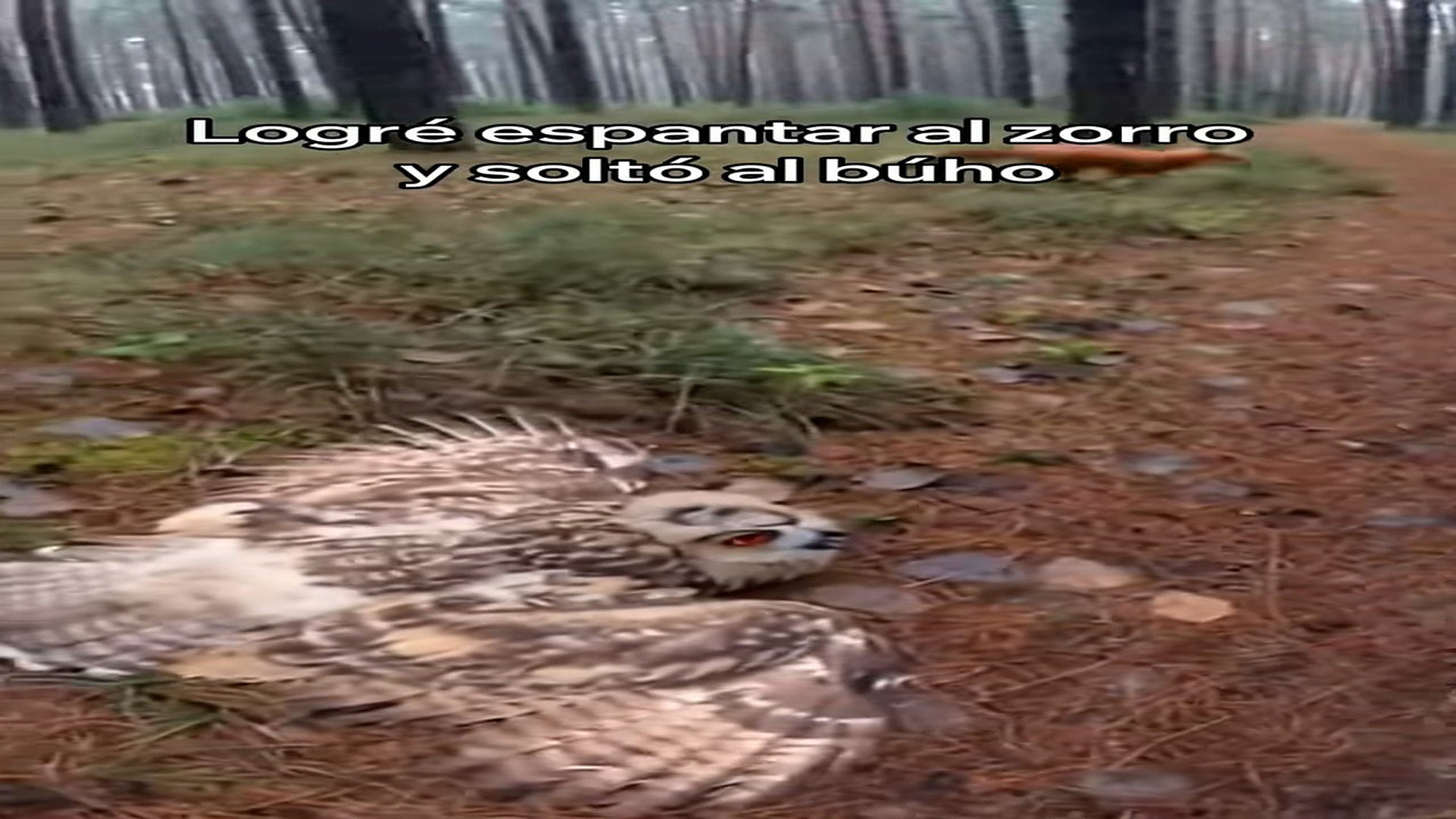 Full Story: T1108039_I Saved This Little Owl This Happened