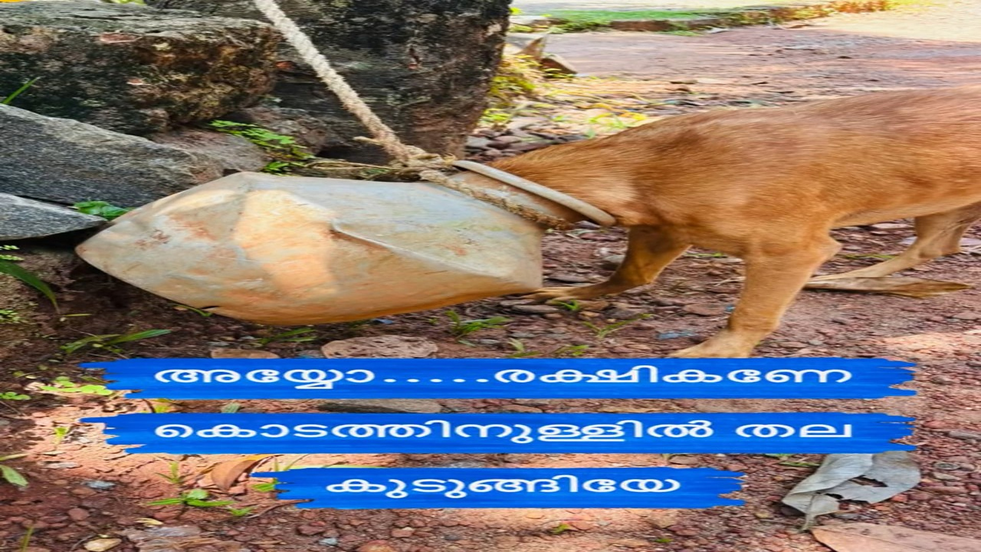 Full story: T1308015_Poor Animal Was Left Alone But Not Forgotten