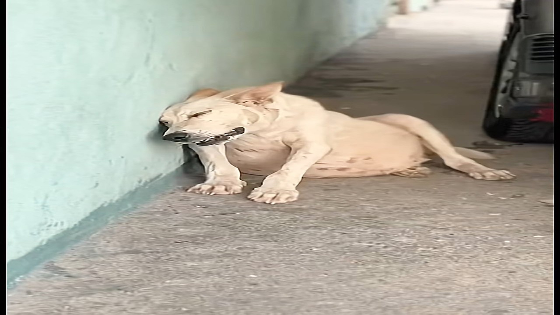 Full story: T1308001_This Rescue Gave A Helpless Animal A New Life