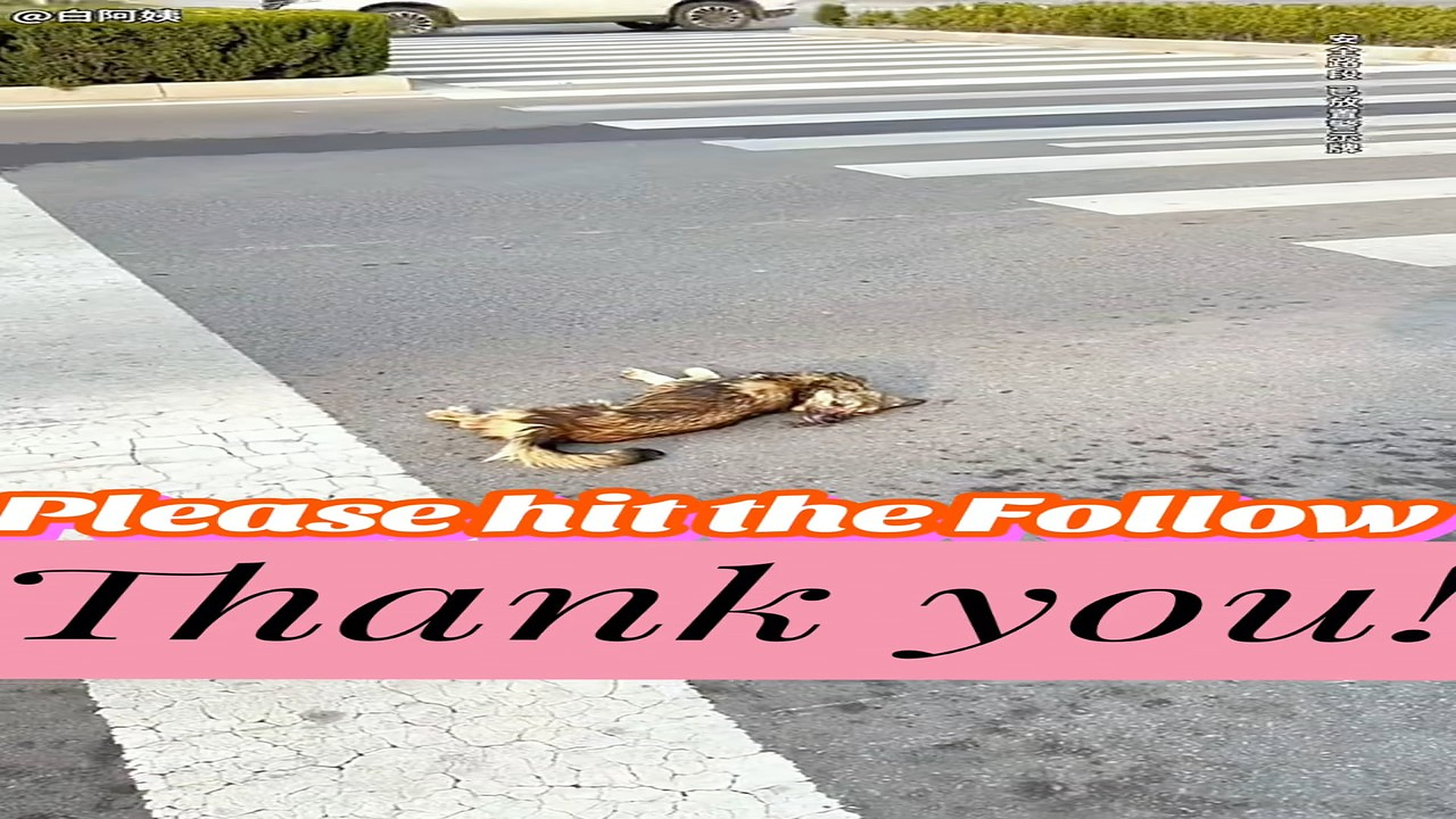 Full story: T1308021_miracle happened to dog