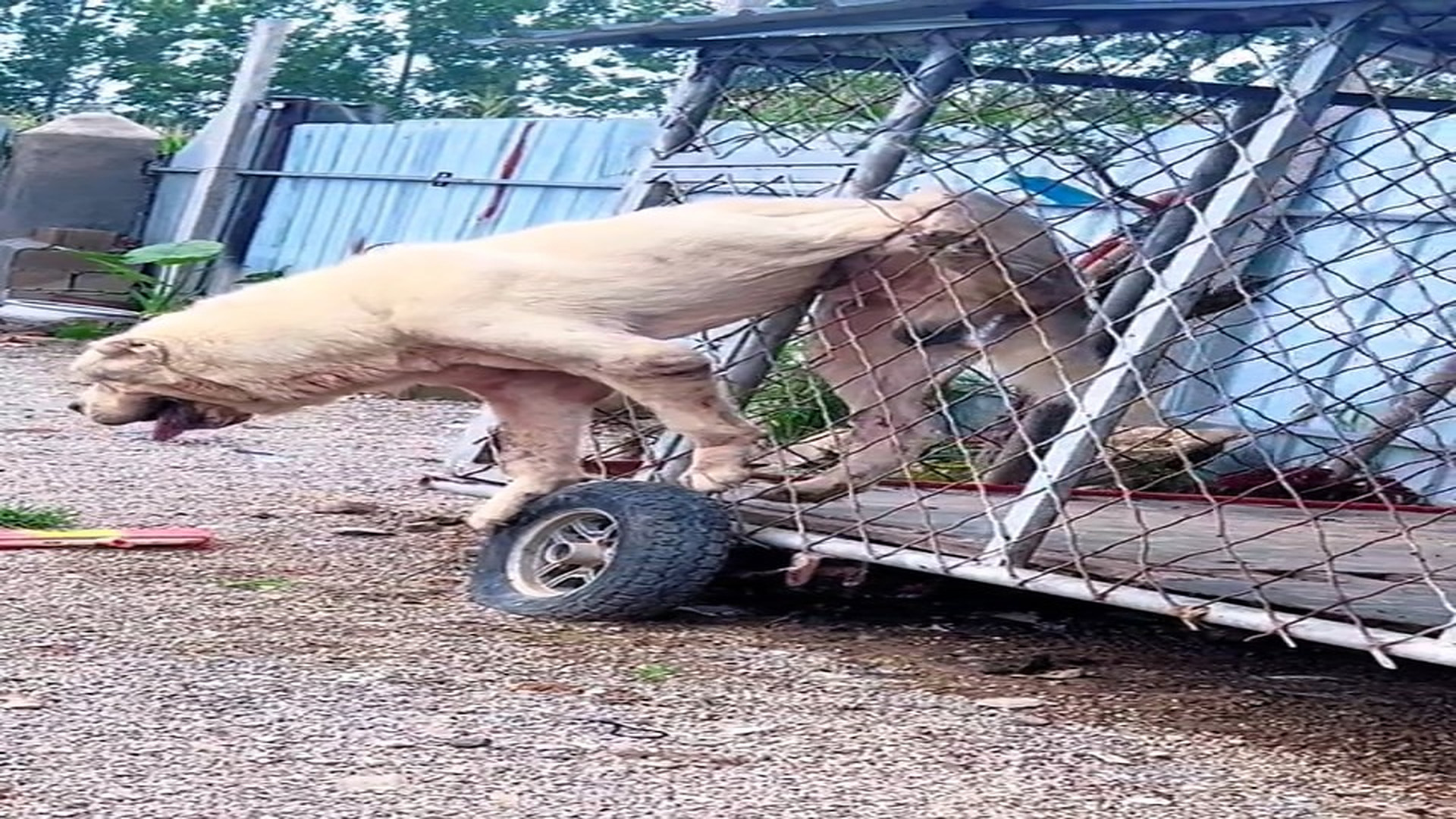 Full story here: T1408026_A Weak Animal Finally Finds Safety