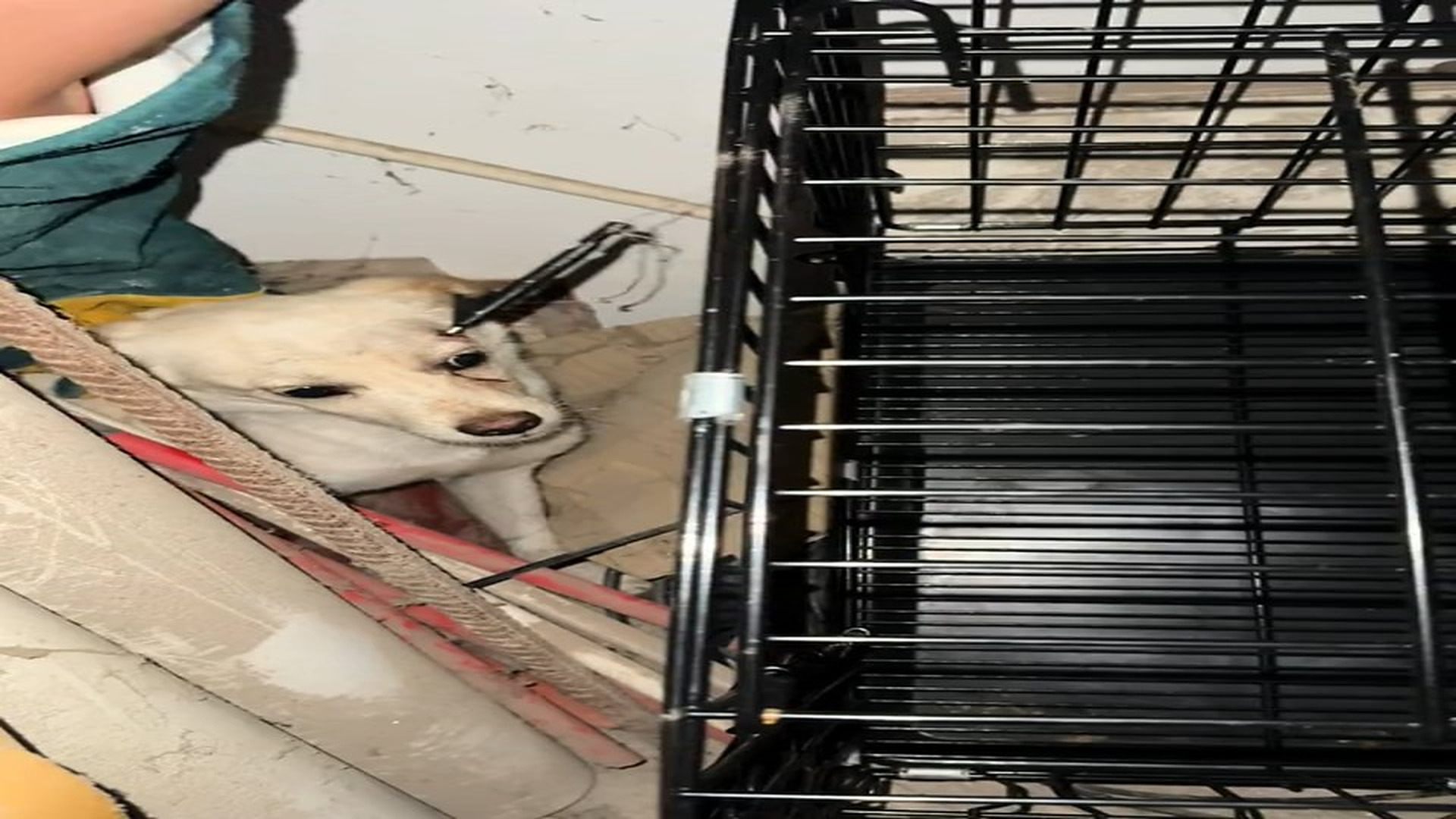 Full story here: T1408025_Helpless Animal Rescued Just In Time